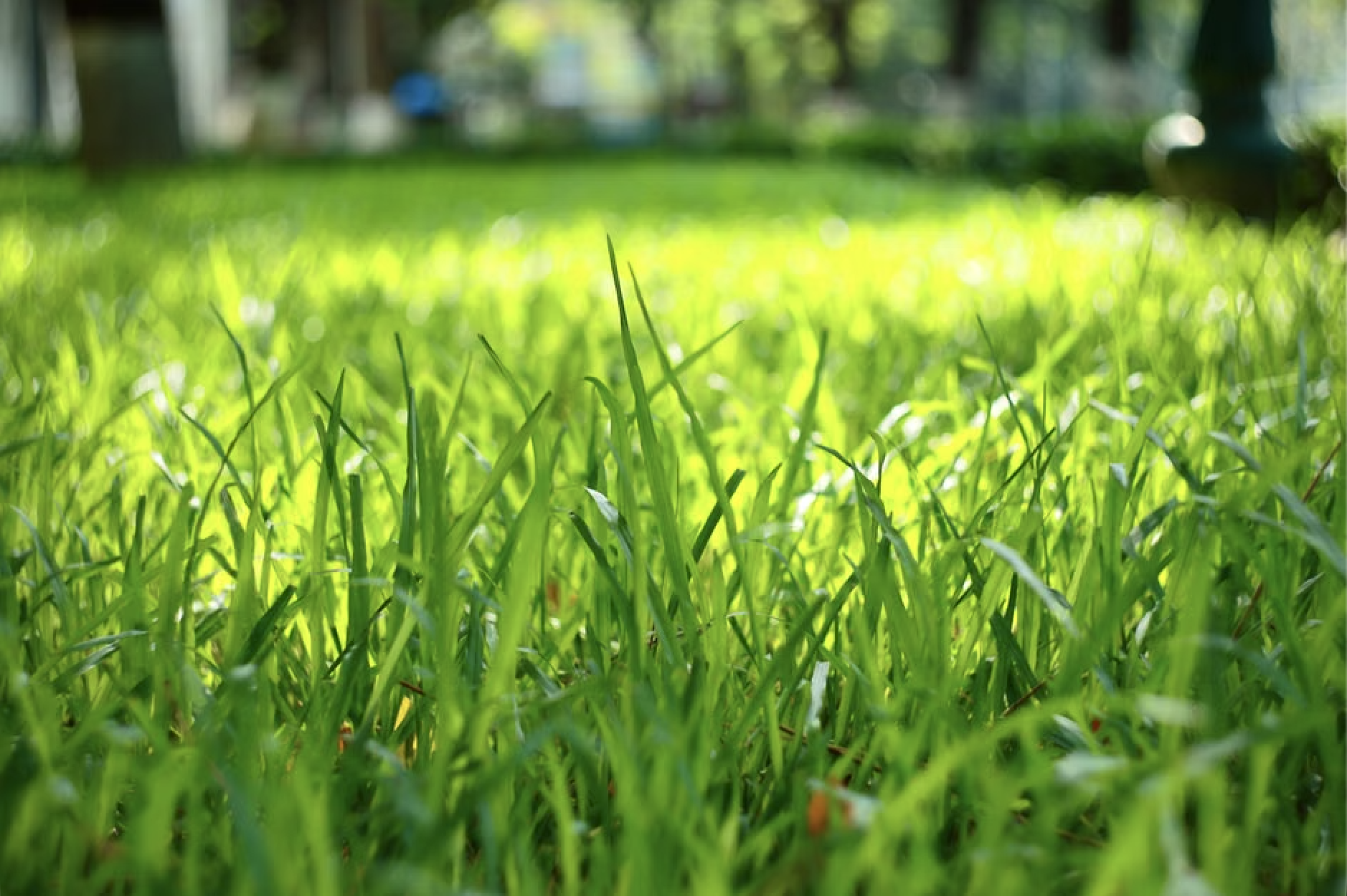 Feed Your Lawn Like a Pro This Season