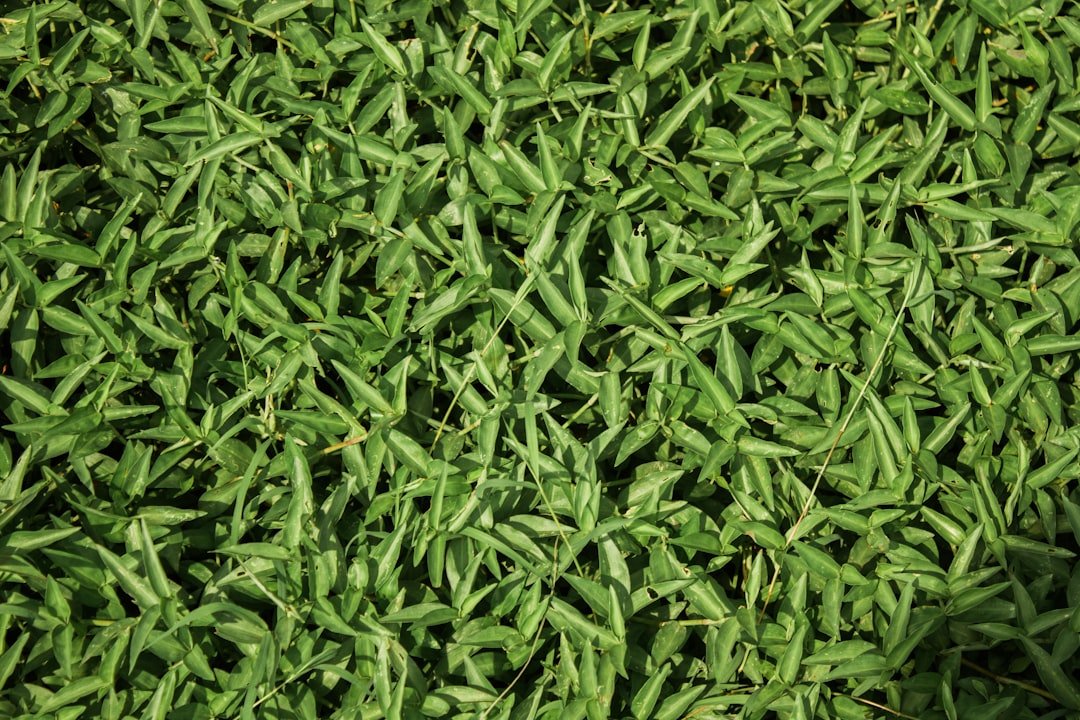 Why 2,4-D Won't Work and the Best Way to Kill Crab Grass Instead