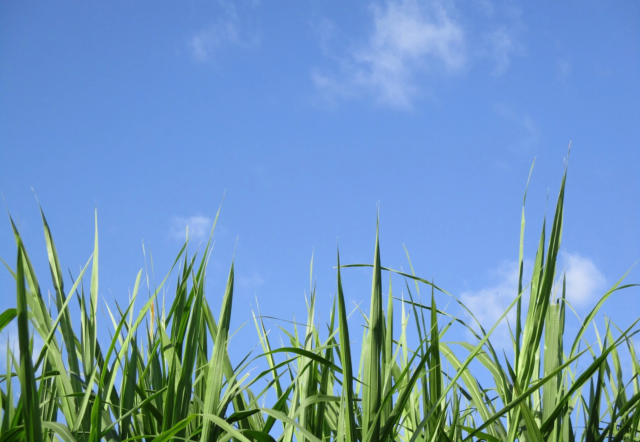 How to Treat Your Bahia and Bermuda Lawns Right