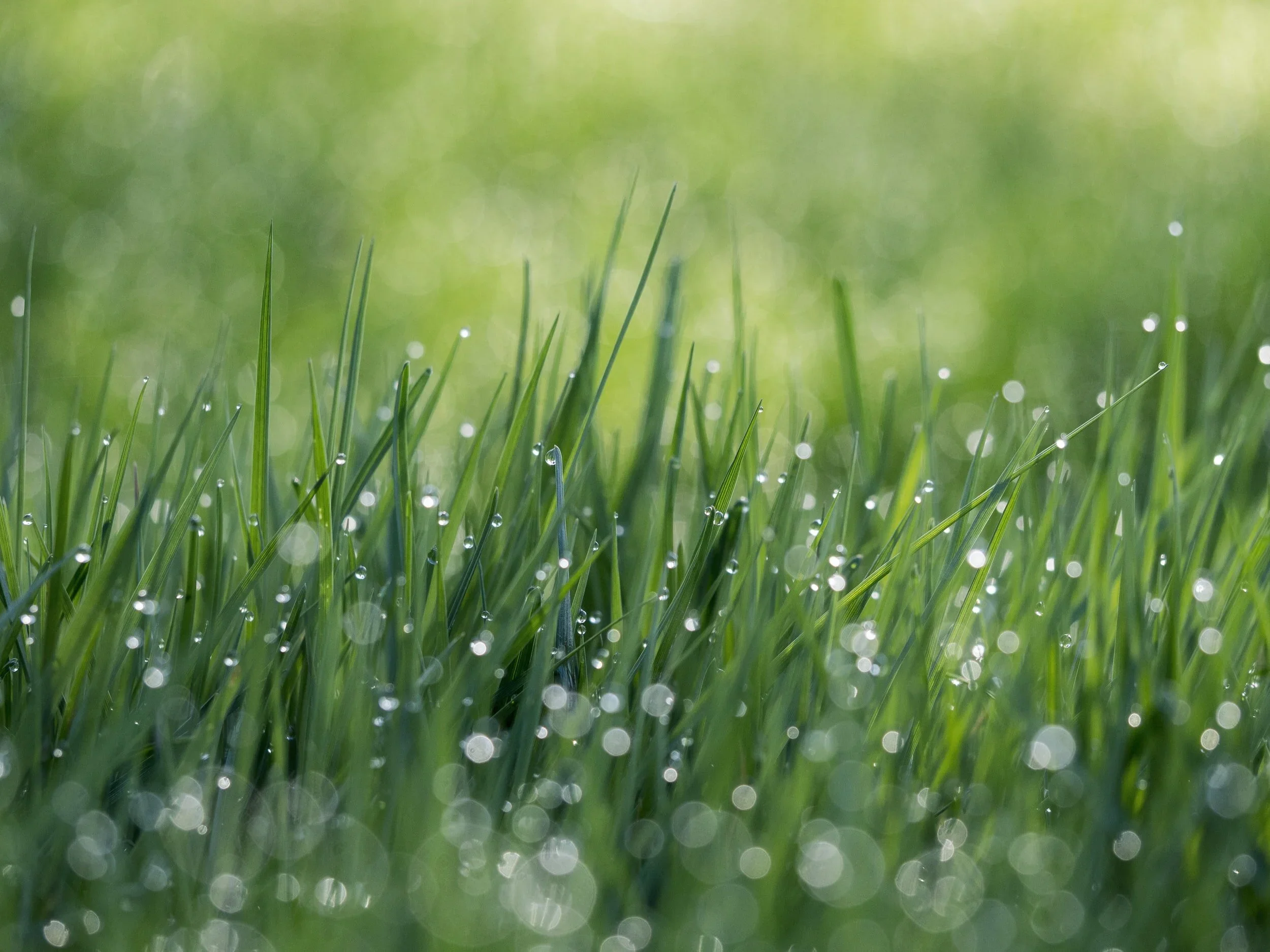 The Best Fertilizer for Your Lawn: Expert Picks
