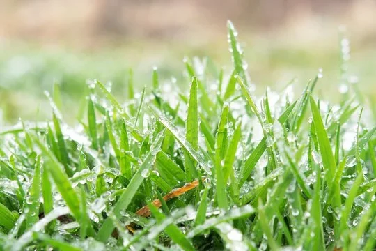 Triple Threat: Using 13-13-13 and 16-16-16 for a Perfect Lawn