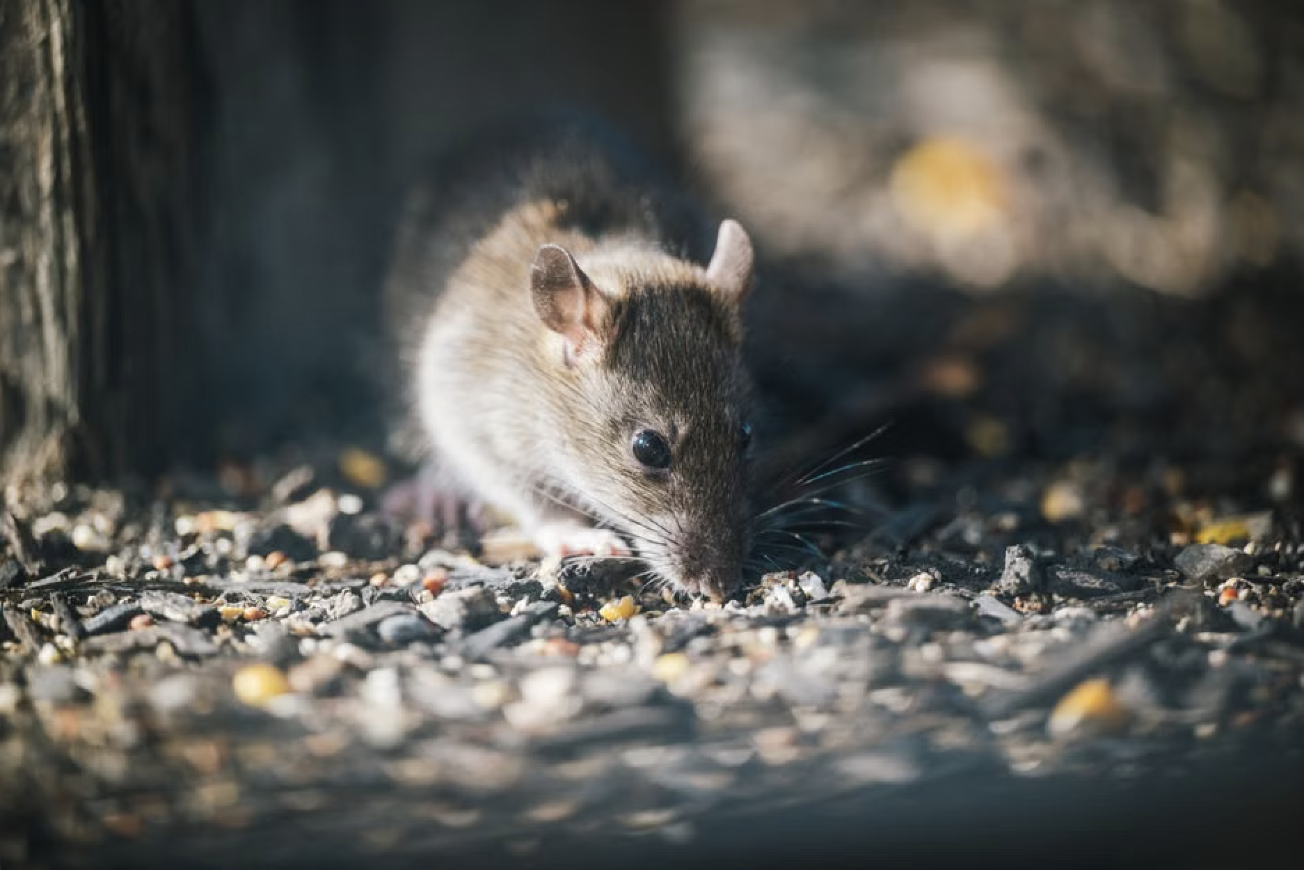 Snap Traps and Spinning Jars: The Ultimate Guide to Outdoor Rat Control