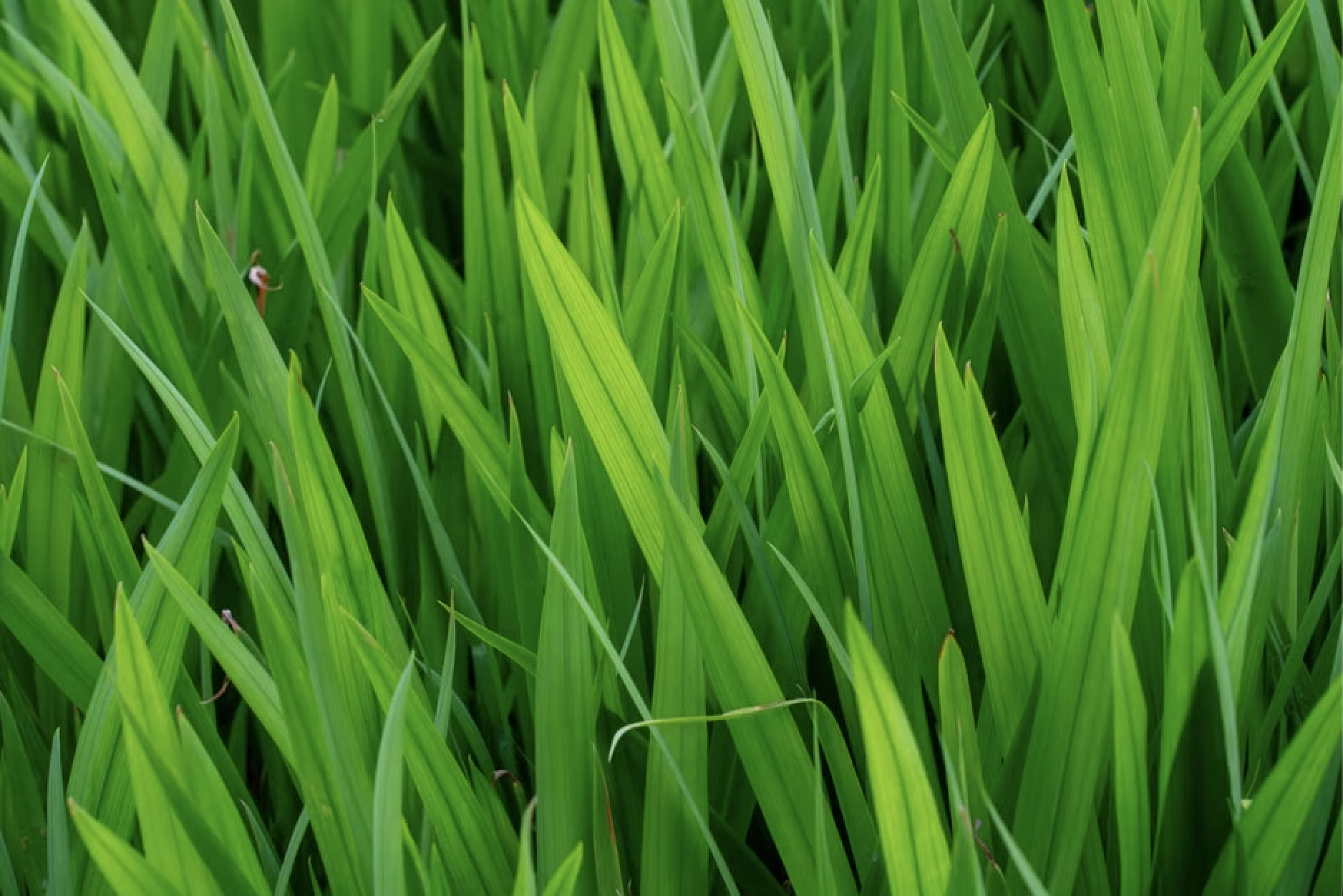 Nature Knows Best: Why Use Natural Lawn Fertilizer