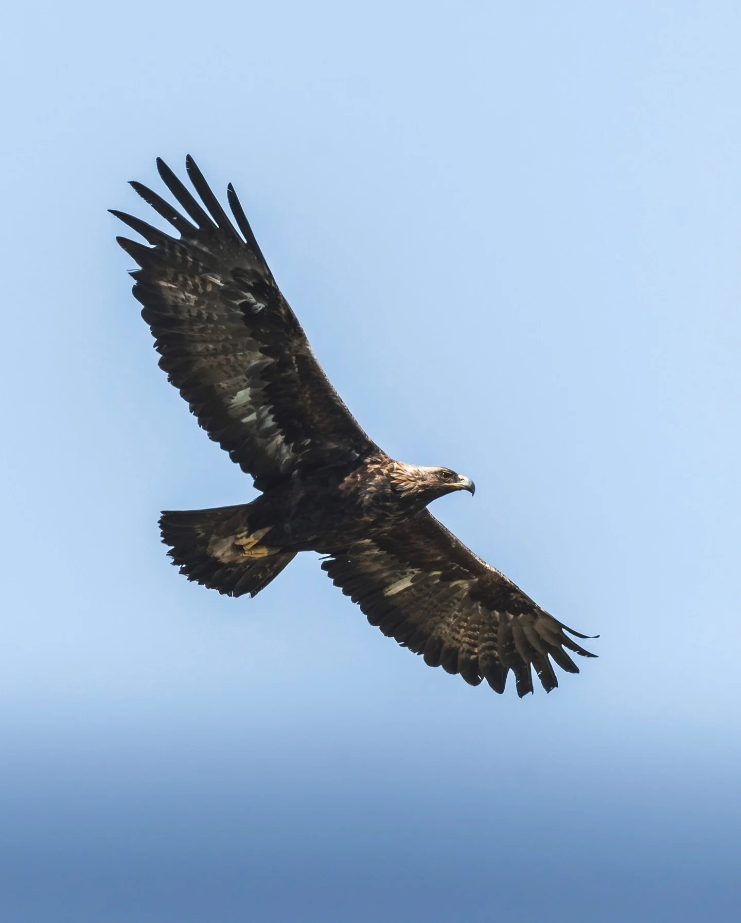 Golden eagles set to return to Northumberland after 150-year absence