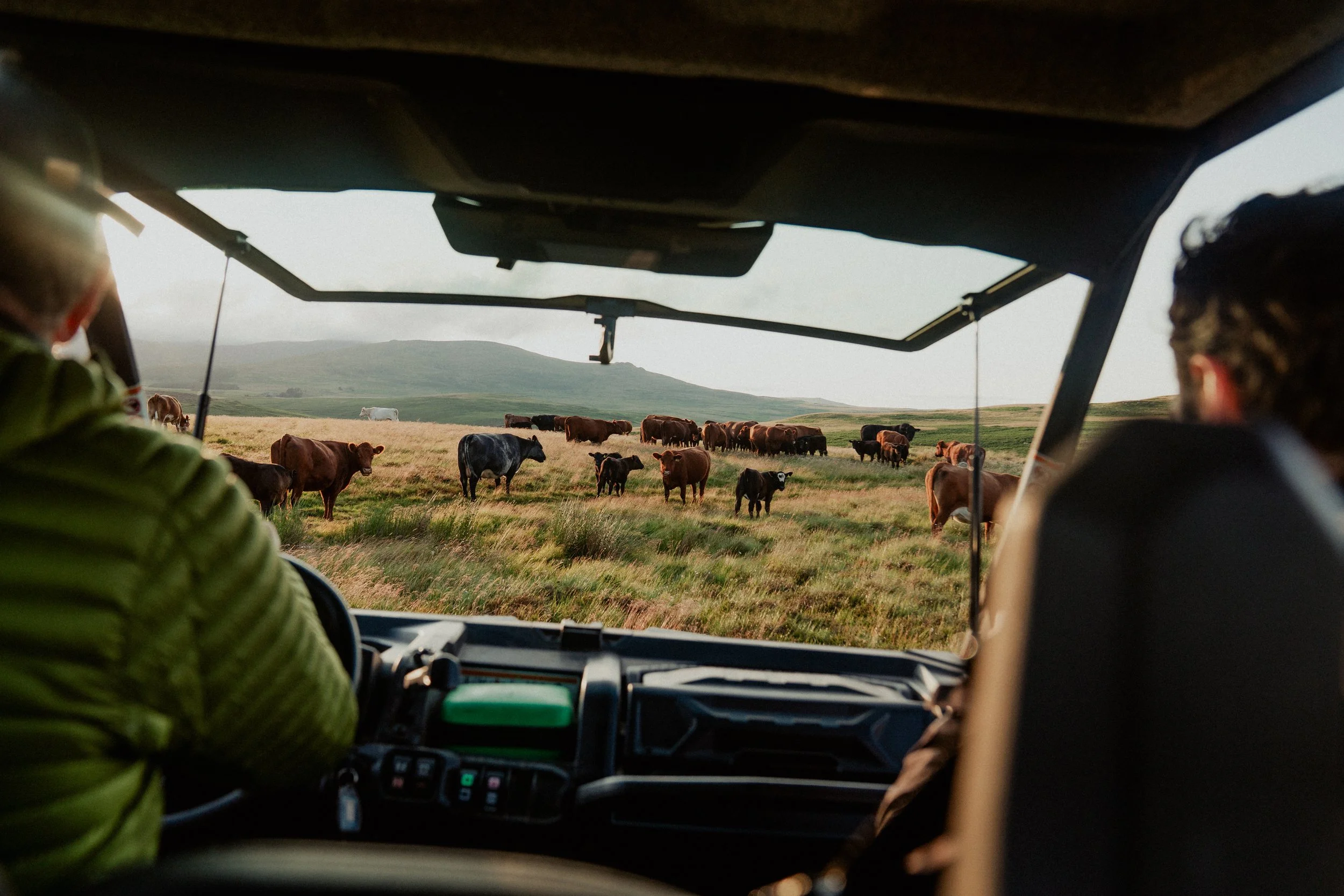 The Ingram Valley Safari