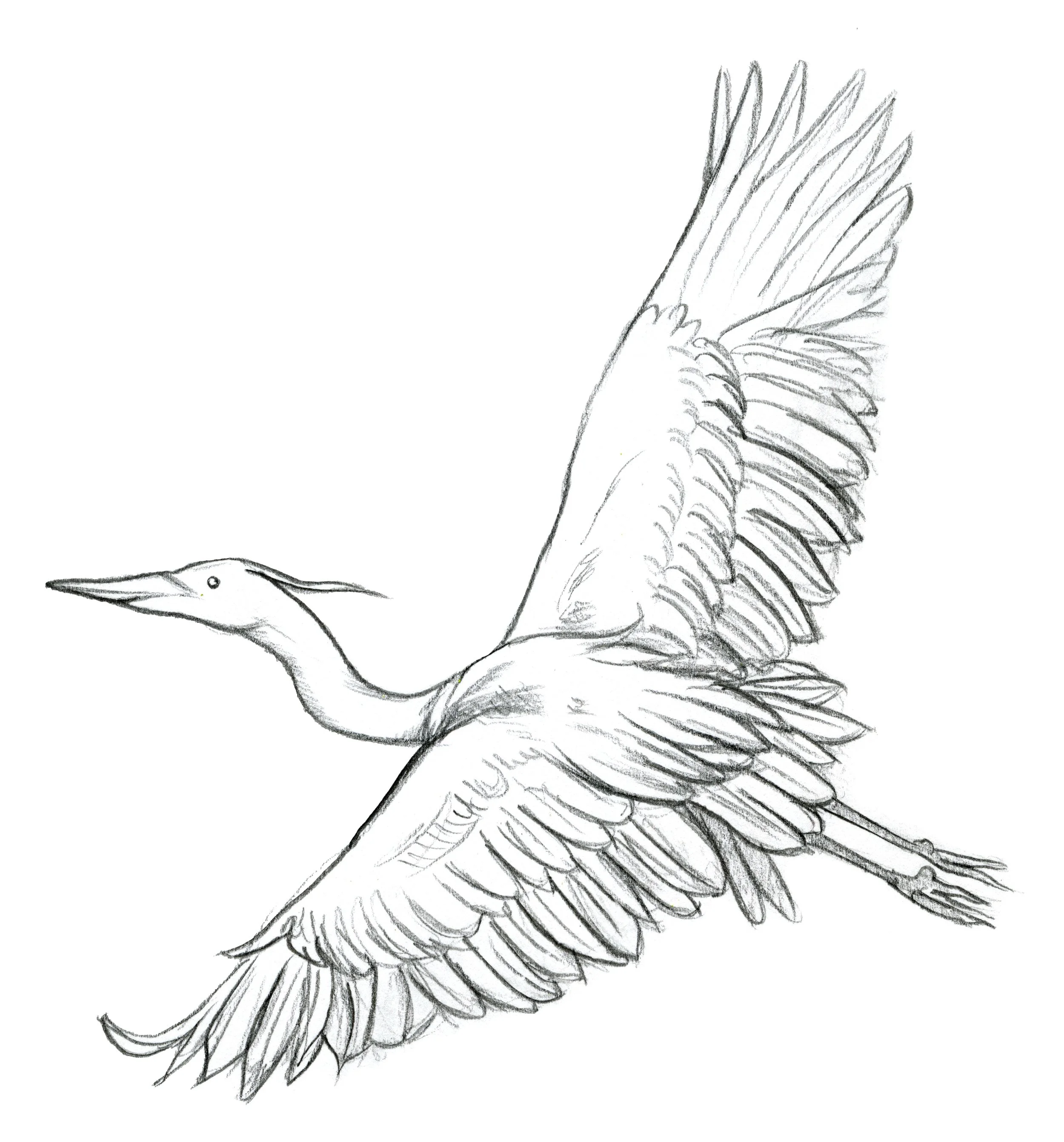 heron and egrets_edit1 copy.jpg