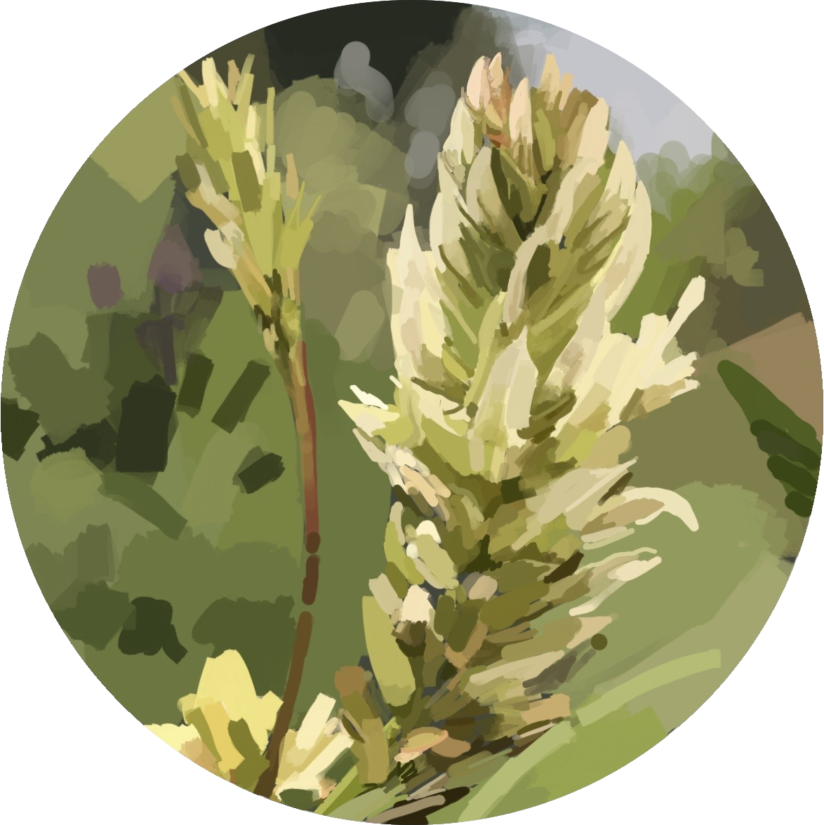 Licorice .png