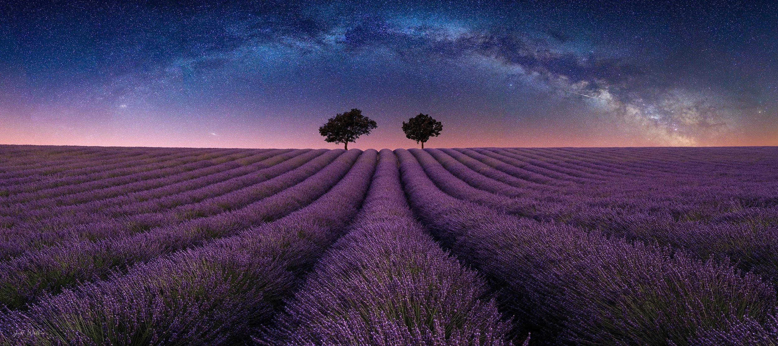 HORIZ+LAVENDER+.jpg