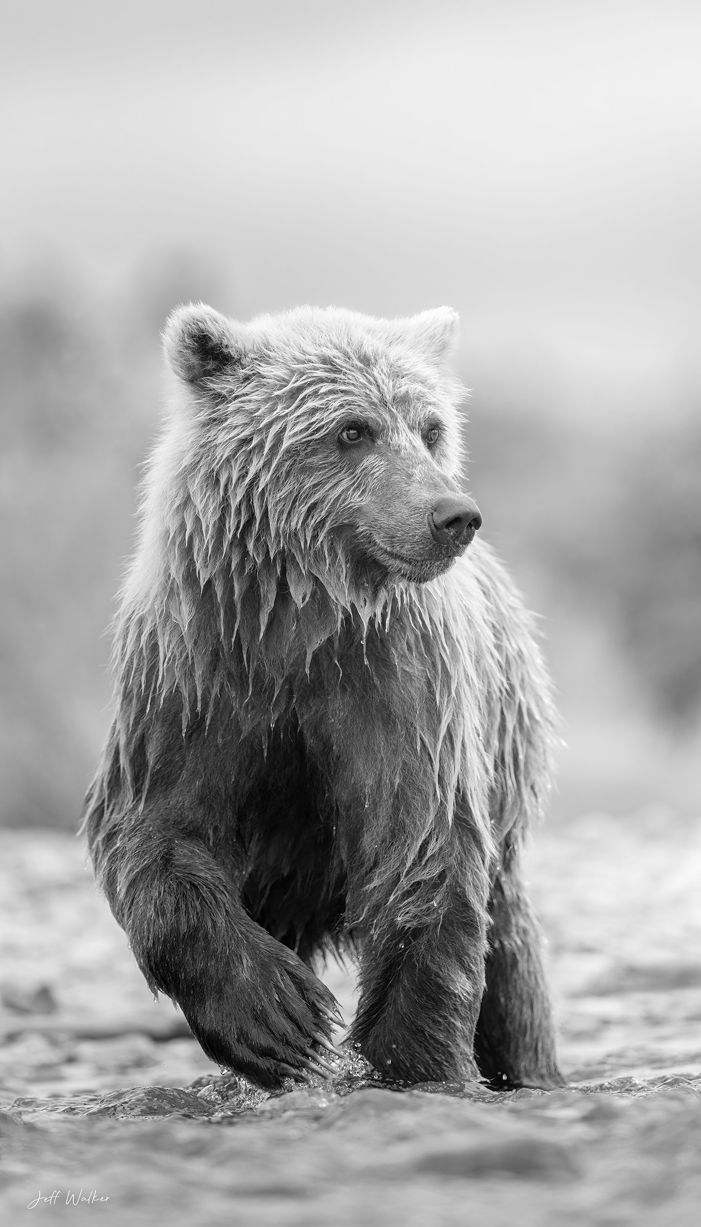 HAPPY CUB B&W - V2.jpg