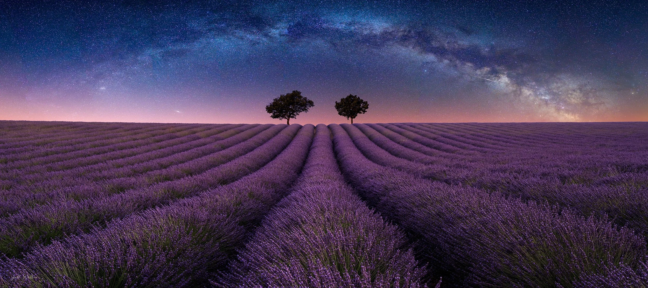 HORIZ LAVENDER .jpg