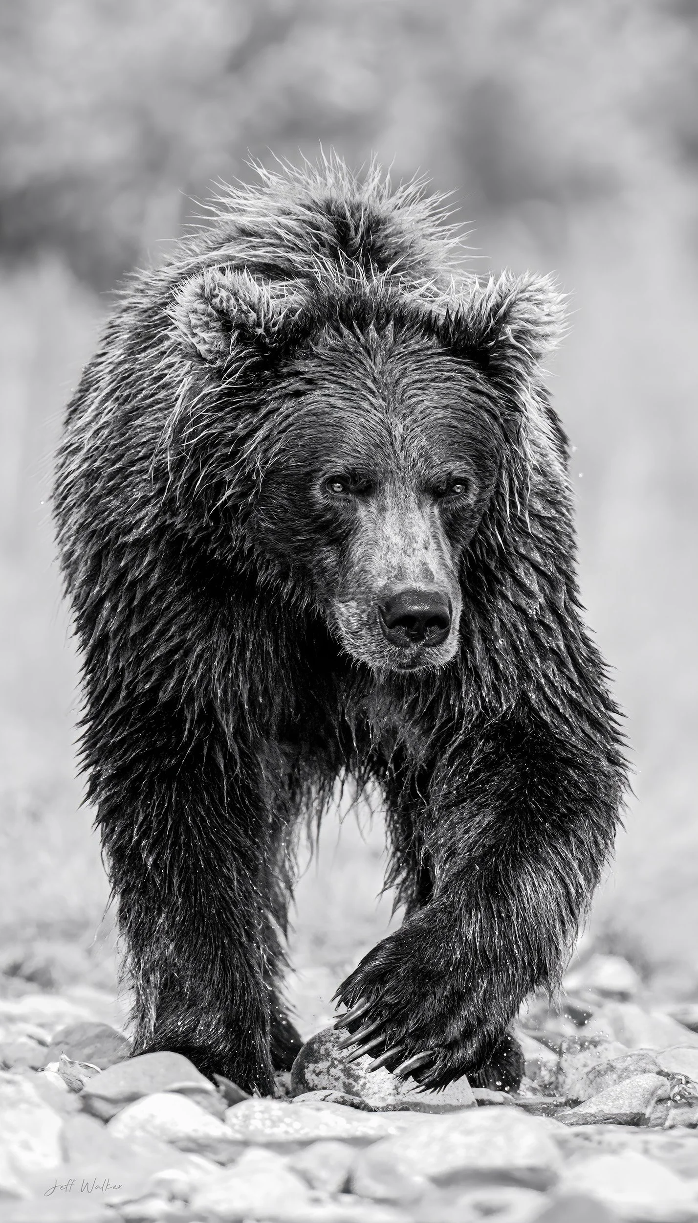 HE WALKS ALONE V3 (VERTICAL) - 4x7.jpg