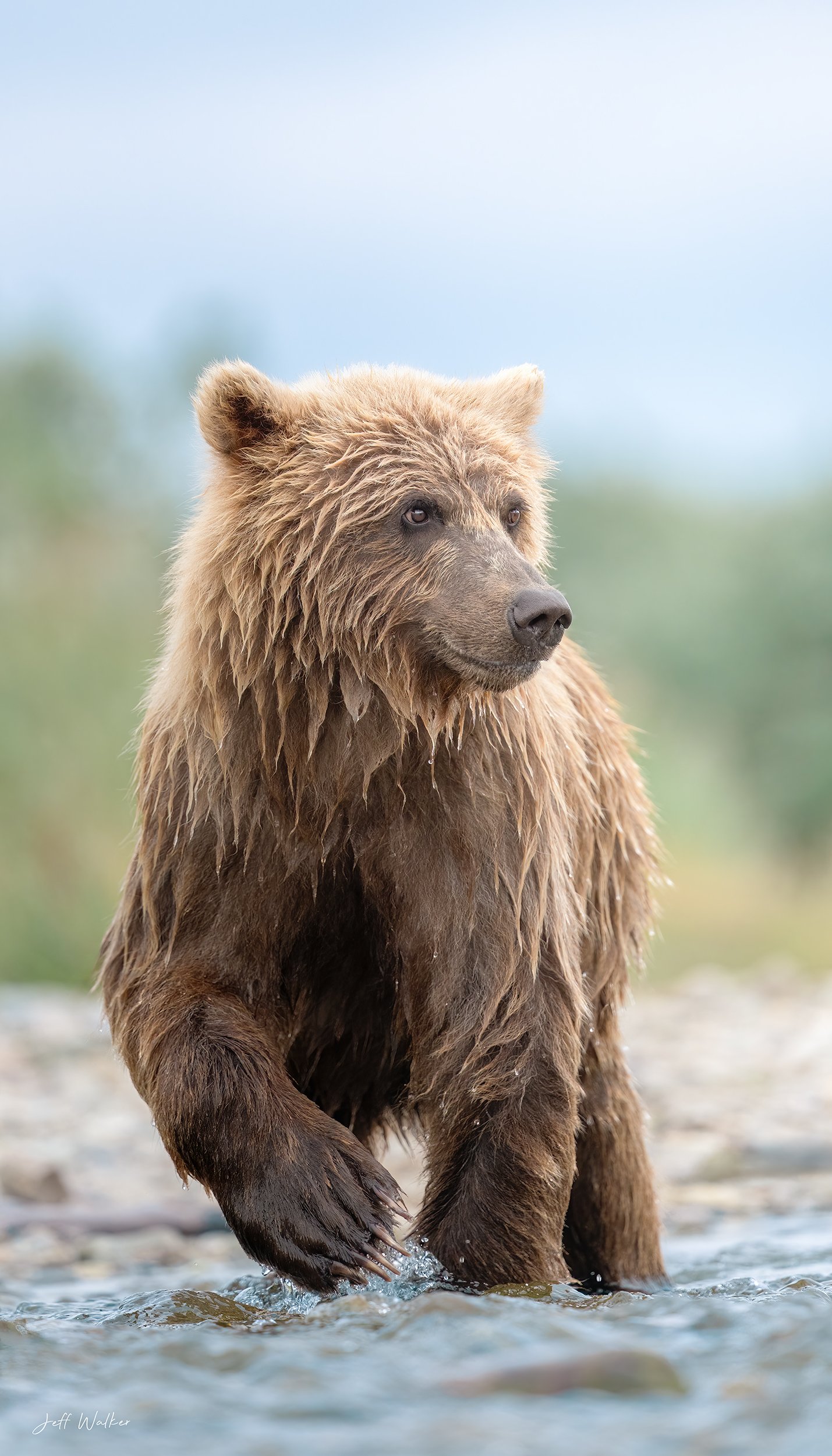 HAPPY CUB V2.jpg