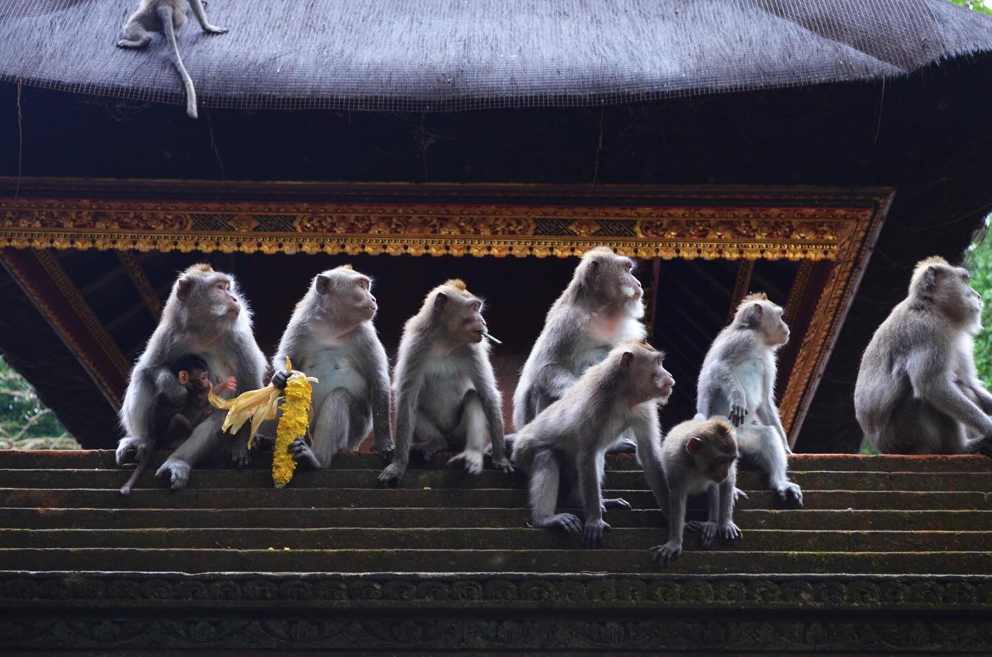 Monkeying around in Ubud 🐒
The Sacred Monkey Forest Sanctuary isn&rsquo;t just a haven for these cheeky little guys, but also a really magical blend of nature, history, and spirituality. But be sure to hang on to your sunglasses 😎
-
-
#ubud #ubudba