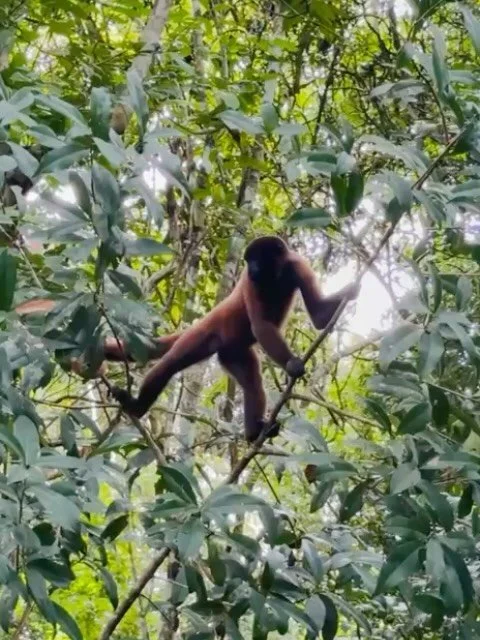An Amazon wildlife wrap up courtesy of our clients who just returned home! (We left out the tarantula because of our own arachnophobia 🥲)
-
-
#duendetravels #travelwithduende #naturalhabitatadventures #peruvianamazon