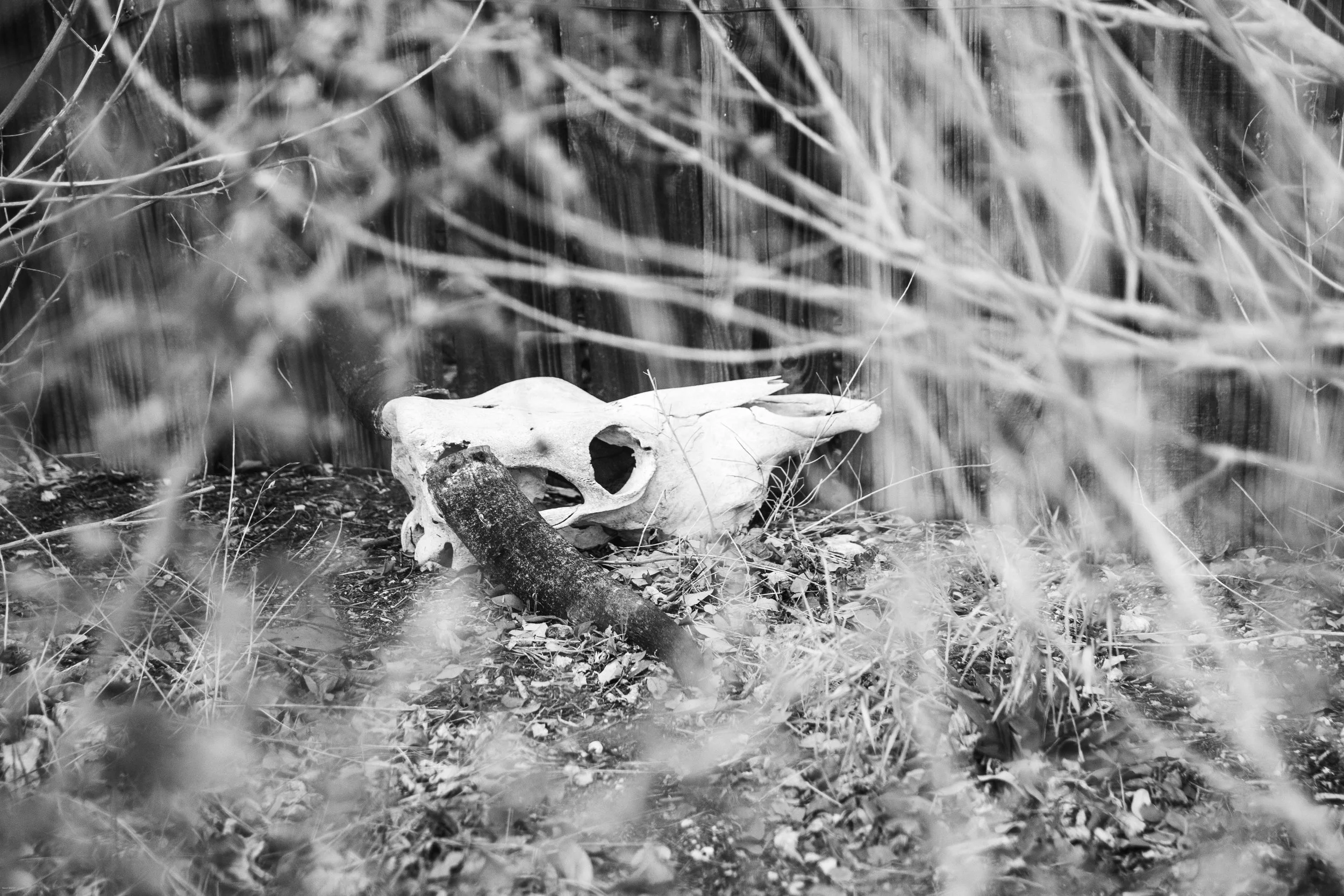 Steer skull outside Austin, Texas.