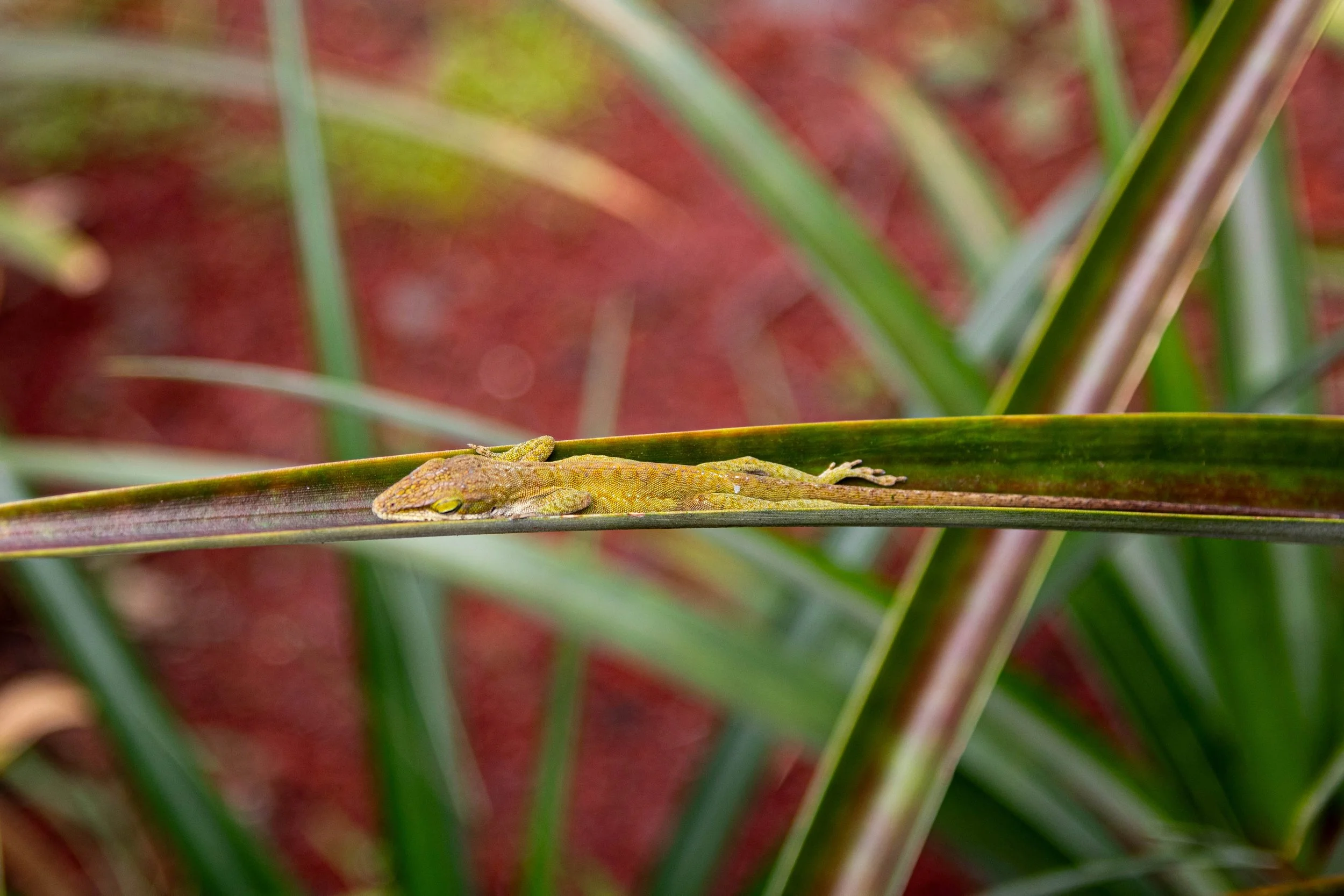 A lizard "hammocking" on the island of Hawai'i. 