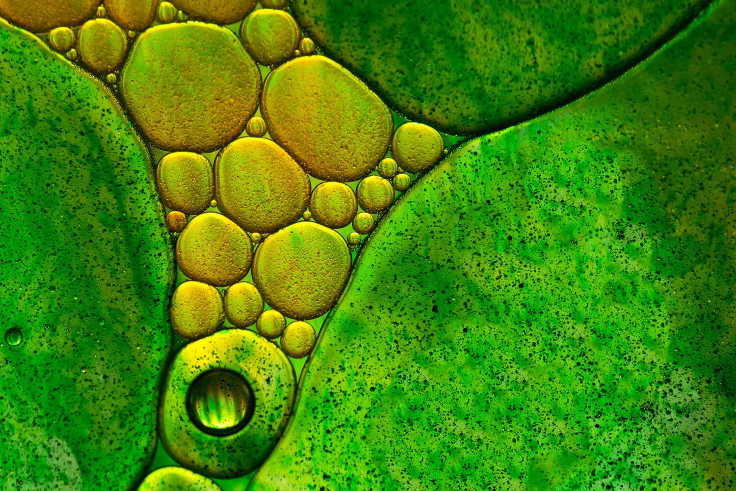Close-up view of various sizes of oil droplets on a green leaf surface, showing vibrant yellow and green colors and water droplets.