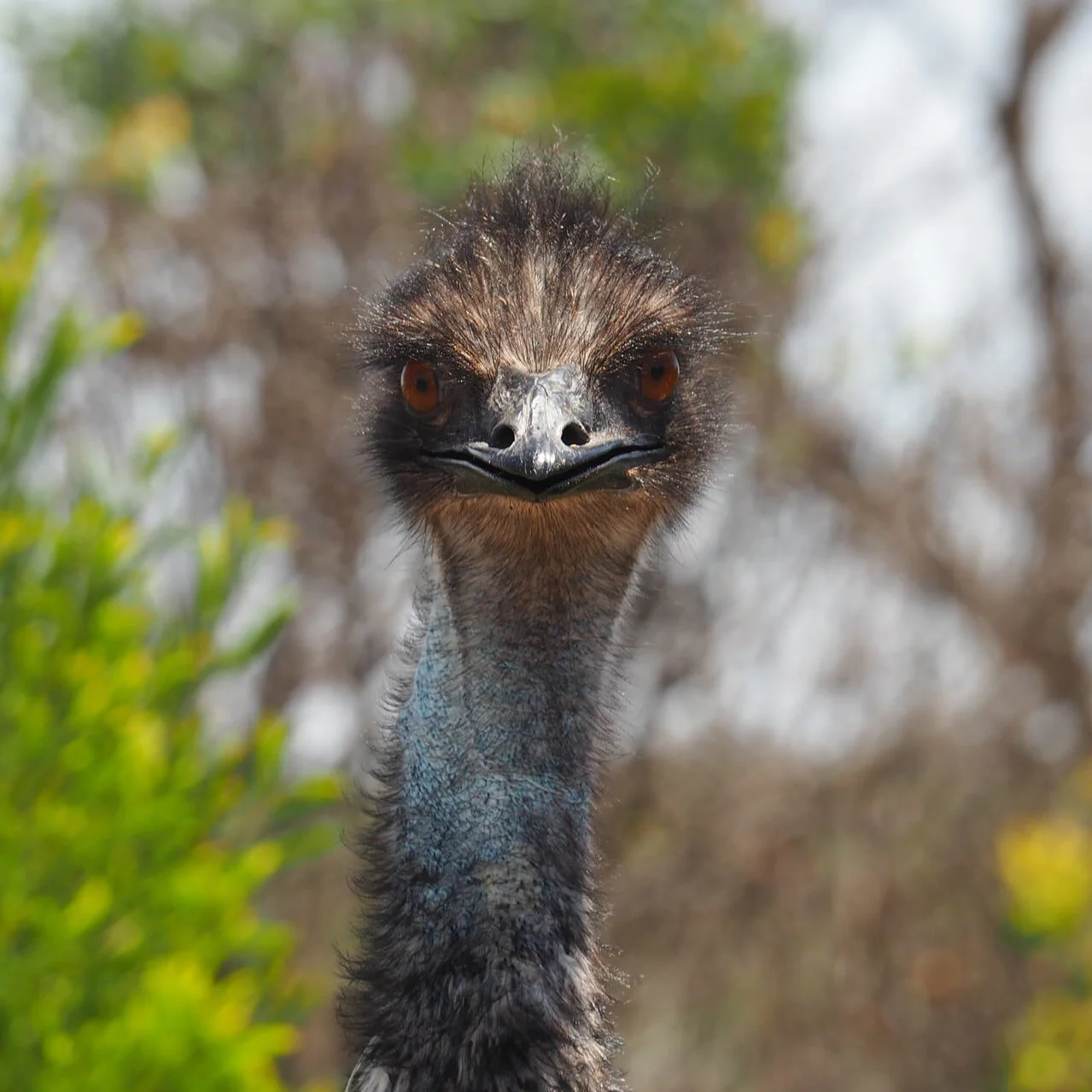 An Emu at Fossil Rim