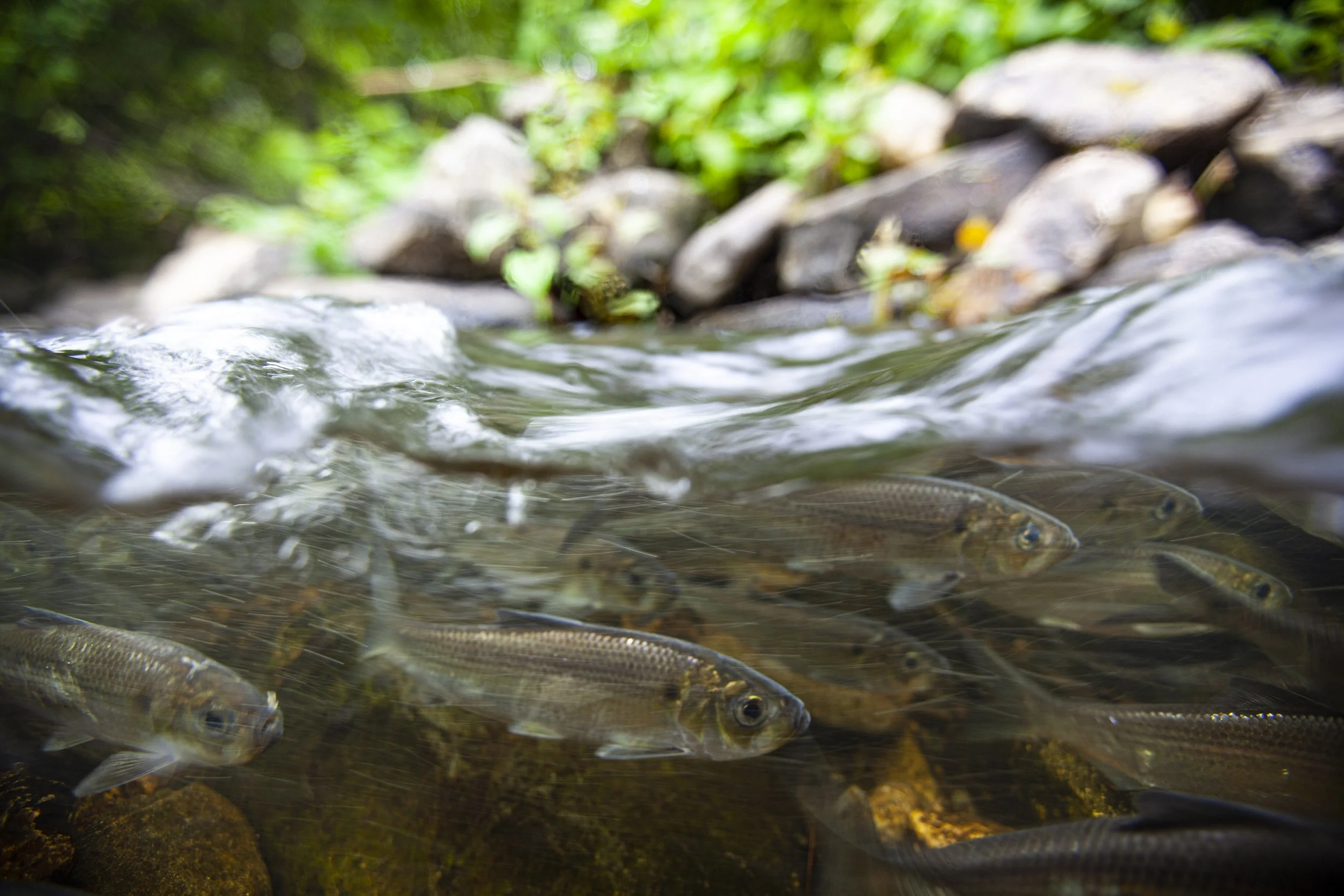 Alewife split copy.jpg