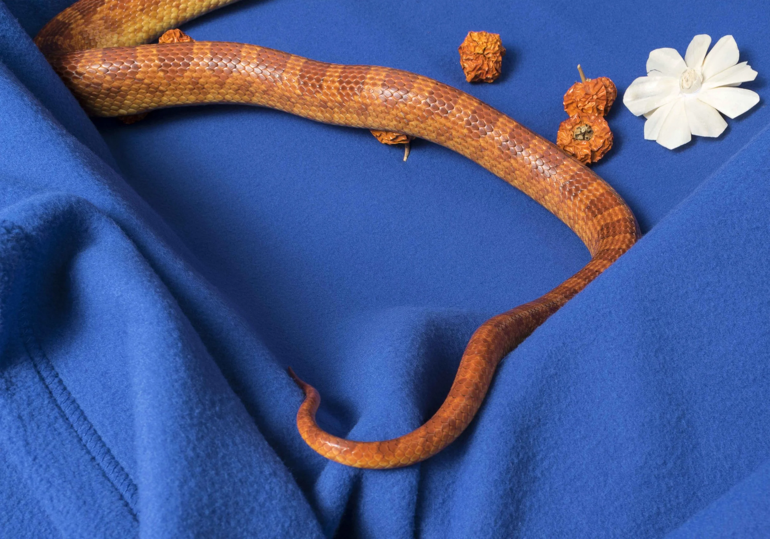 triangle Tail.jpg