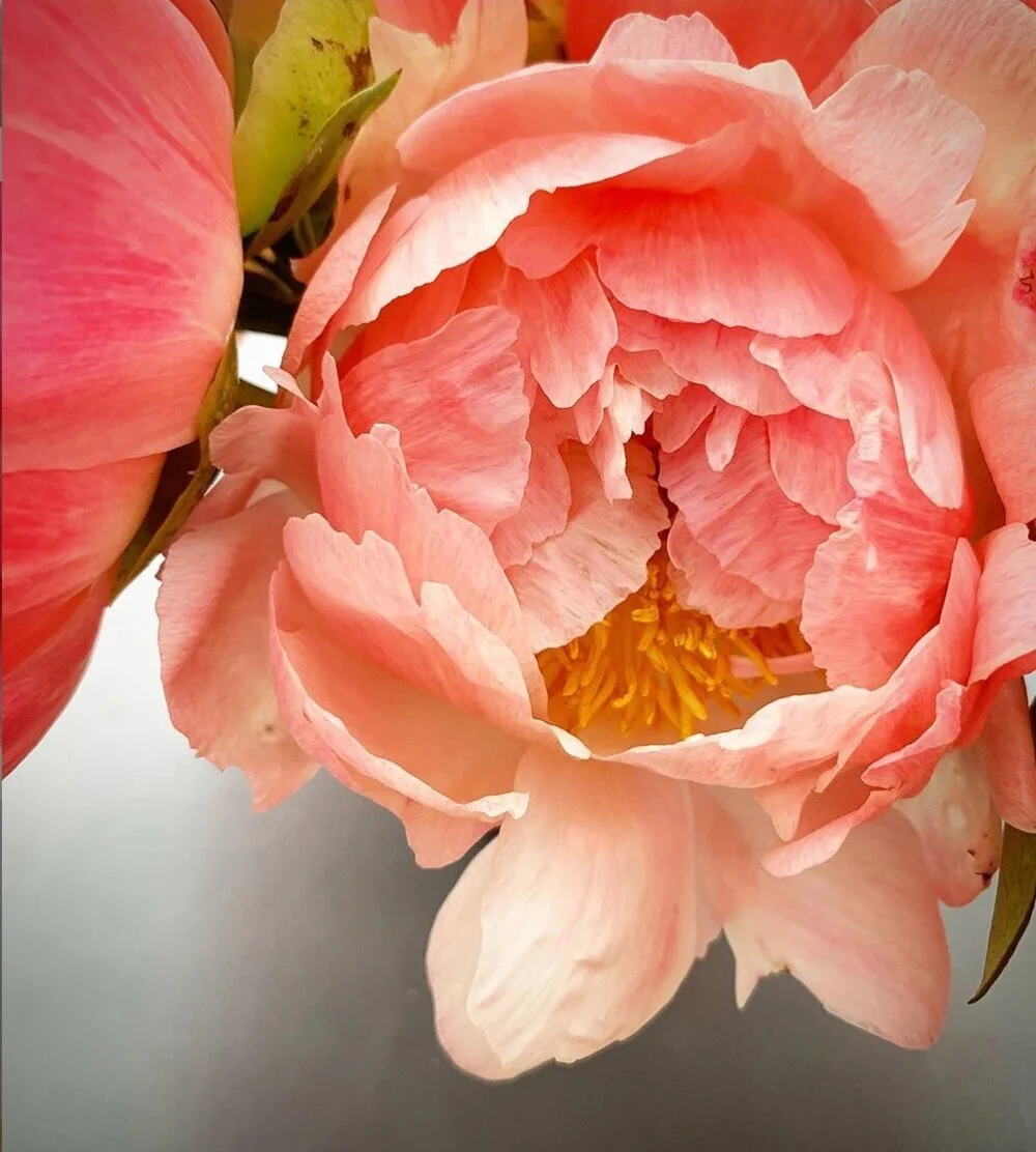 Episode 108: Taming the Wild Horse: the Ritual of Wellbeing