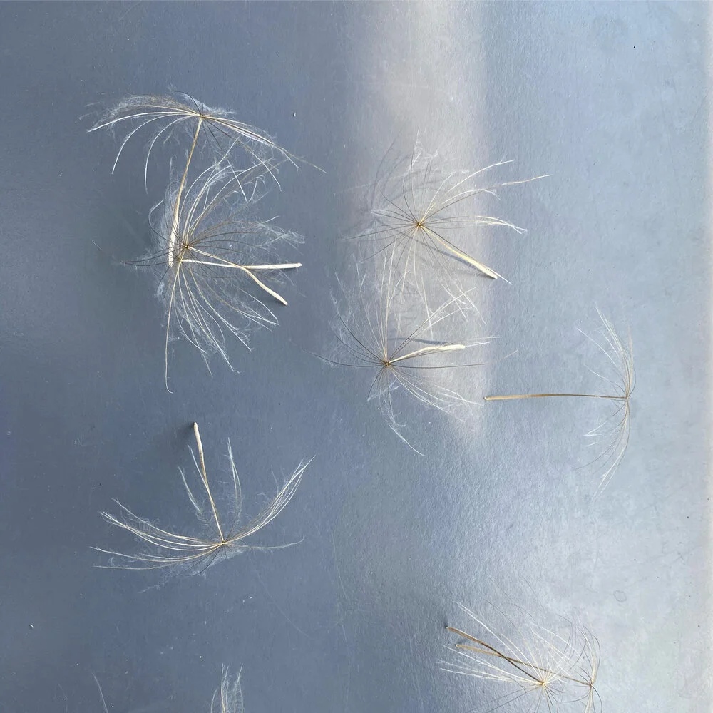 Episode 107: Every Breath a Prayer: Lyla June Johnston