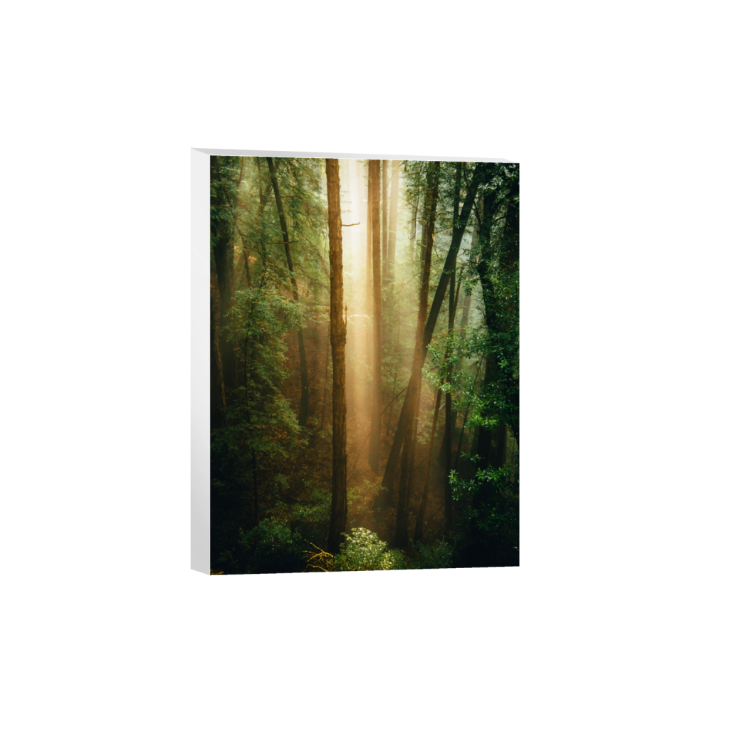 canvas_rectangle3_4_0_312_3752_5002_0_false_ffffff_0_0.png