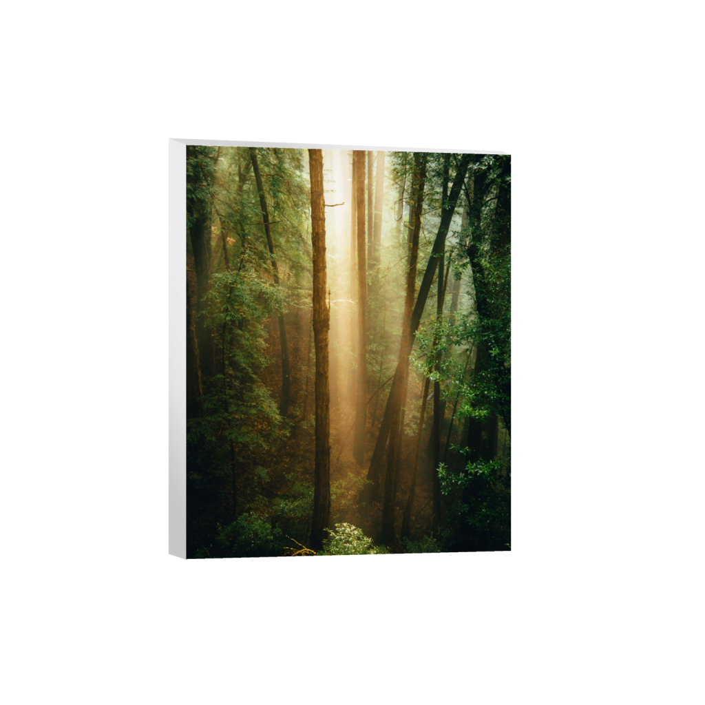 canvas_rectangle4_5_0_469_3752_4690_0_false_ffffff_0_0.png