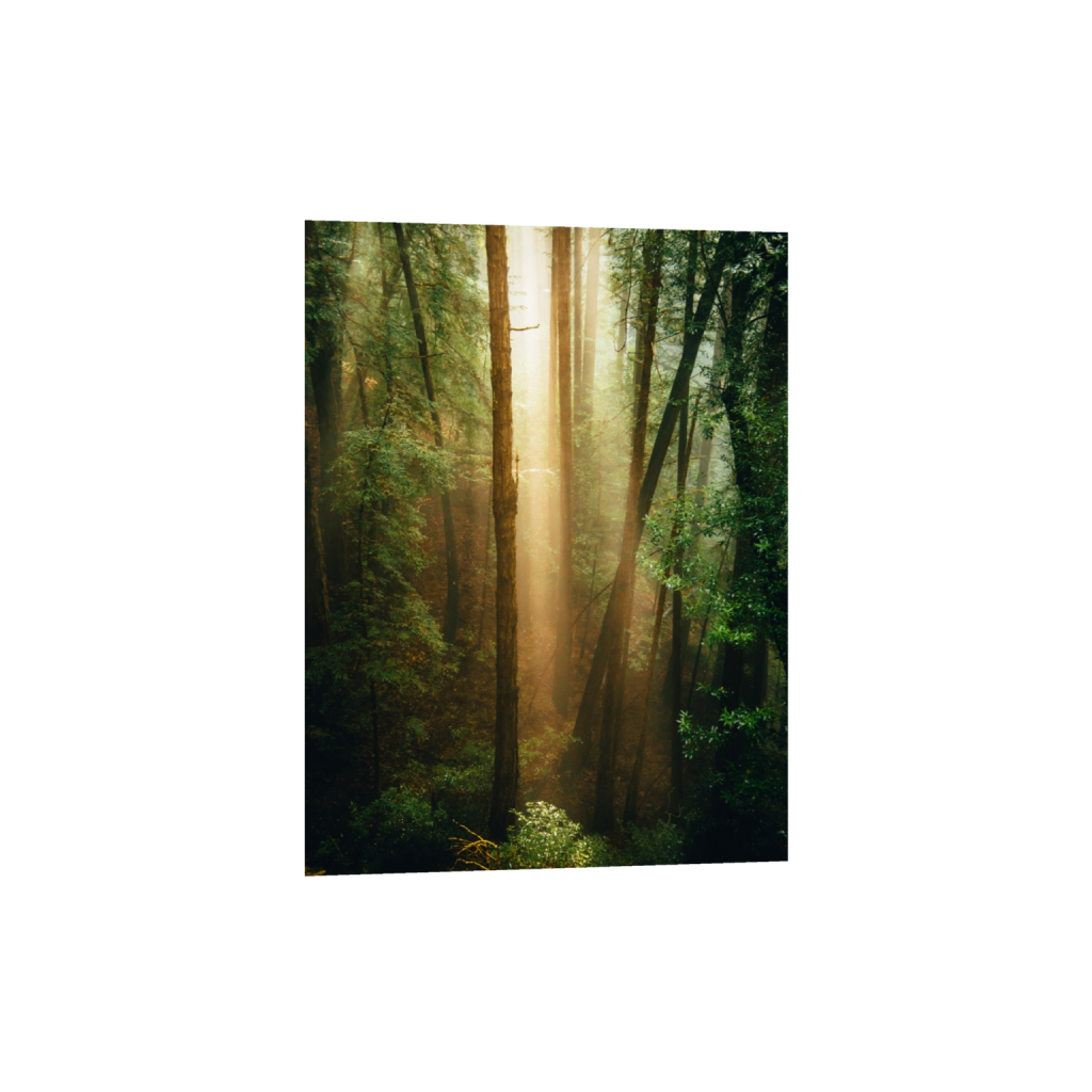 fineartprints_rectangle3_4_0_312_3752_5002_0_false_ffffff_0_0.png