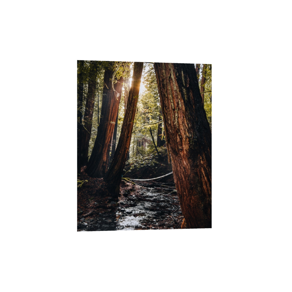 fineartprints_rectangle4_5_0_0_4160_5200_0_false_ffffff_0_0.png