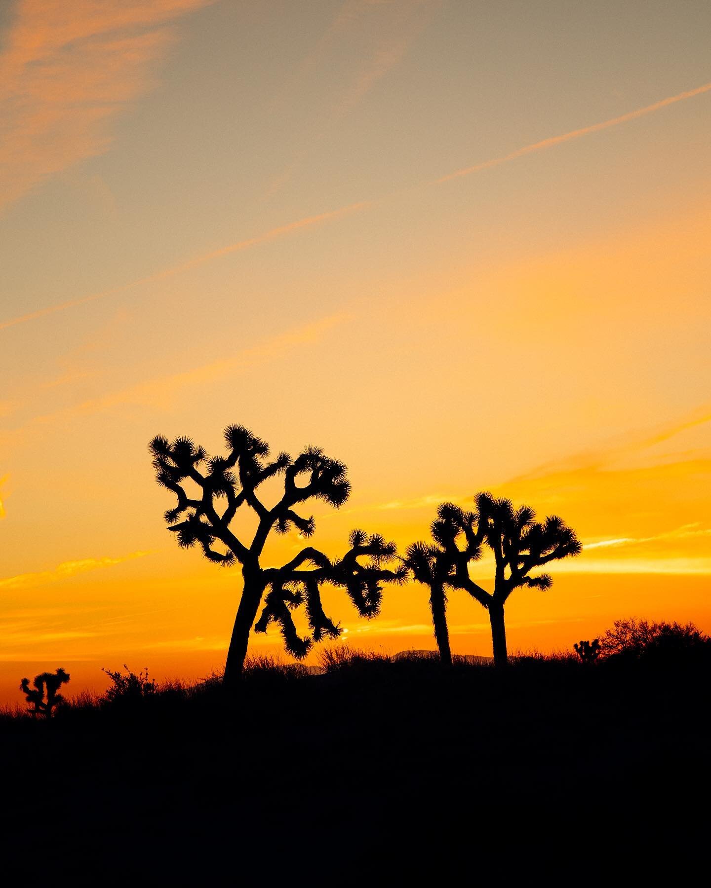 Desert Midsummer Dreams 🌅