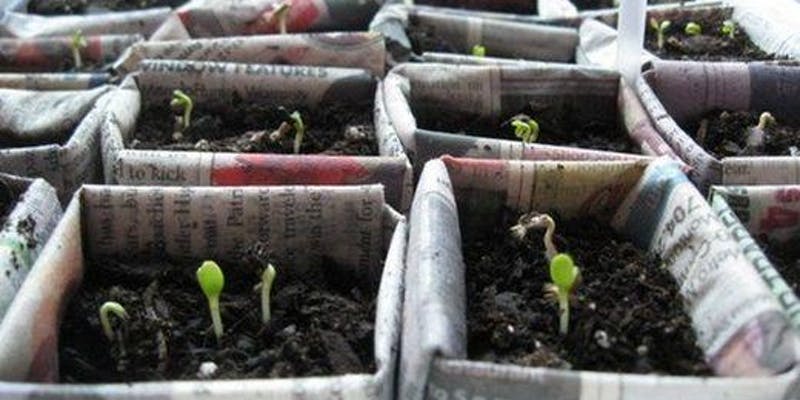 Garden Craft: Make Biodegradable Newspaper Pots