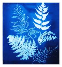 Garden Craft: Sun Prints
