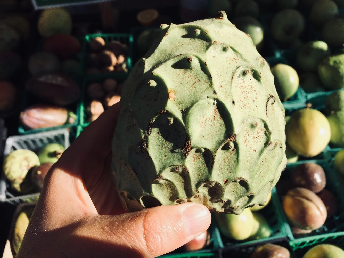 Introducing Cherimoya: Your New Favorite Fruit 