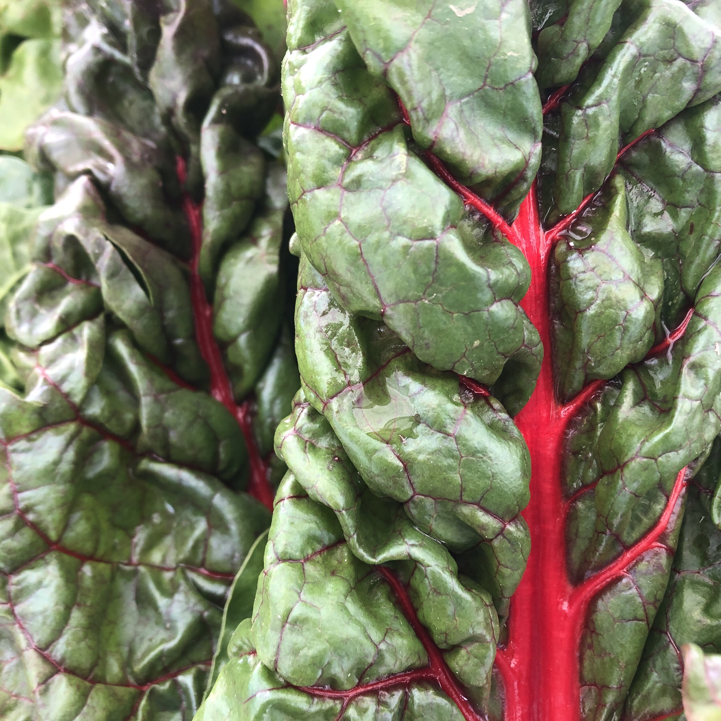 Portuguese Bread Soup