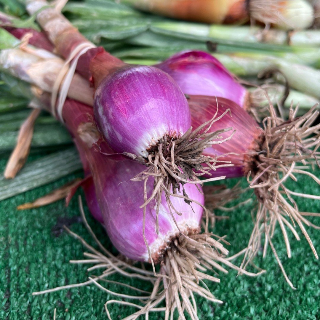 It's the middle of summer and alliums abound!

Dried garlic! Young onions, white and red, some with the greens still on! Shallots!

Take your pick and start cooking -- your kitchen will be the envy of the neighborhood 👃🧄 

@wehocfm