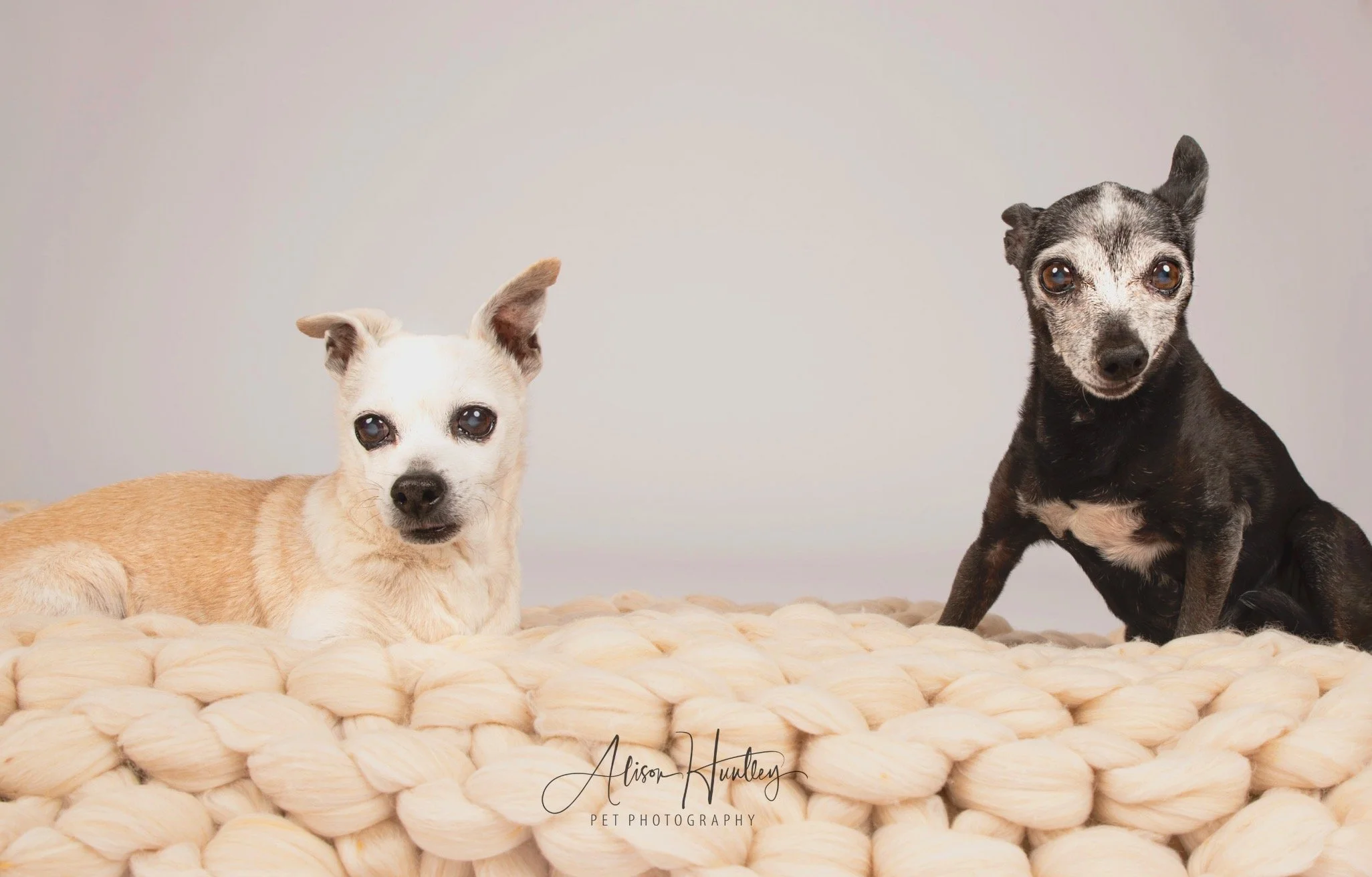 National Pet Memorial Day