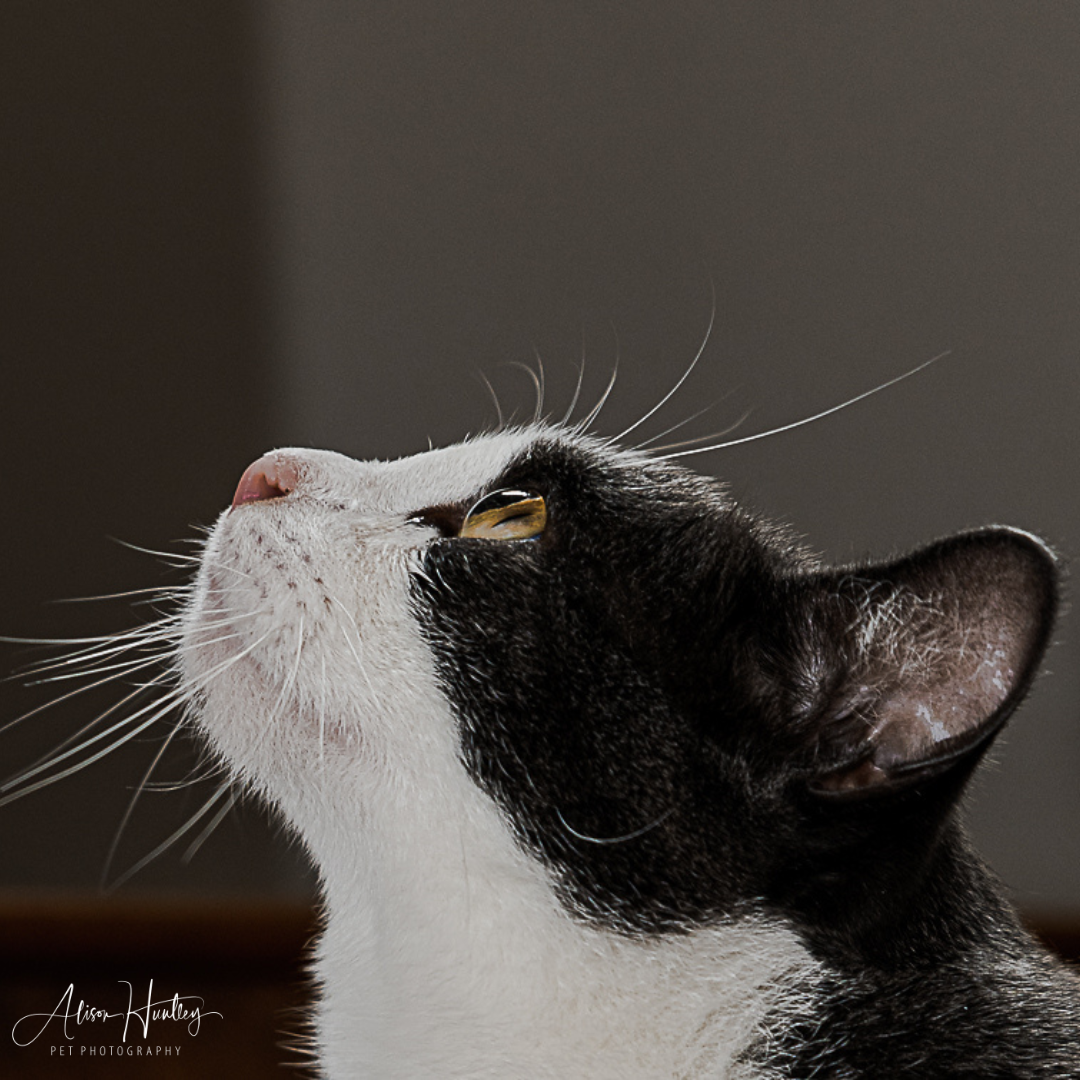 Is Fostering Right for You?