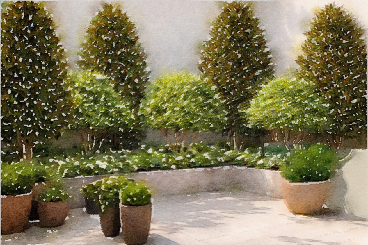 Courtyard+two++with+multistems.png