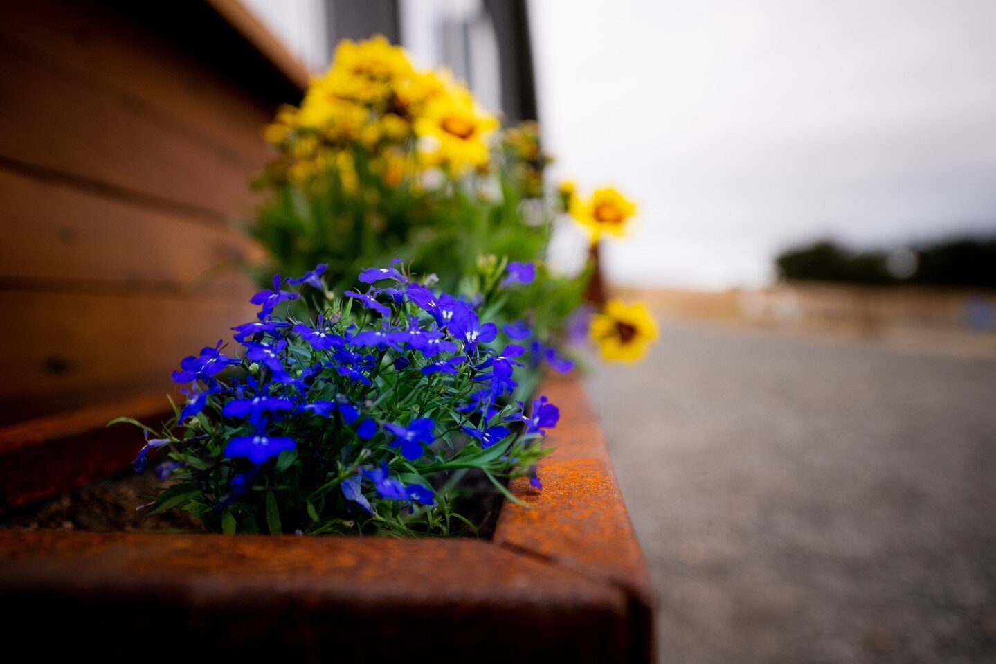 &quot;The flowers that bloom tomorrow are the seeds you planted today.&quot; 💙🌼

Our horses are absolutely loving their new home at @jaz_creek_inc

#patrickseatonstables