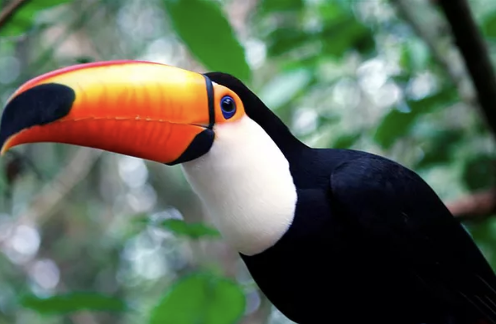 A Toucan from Costa Rica