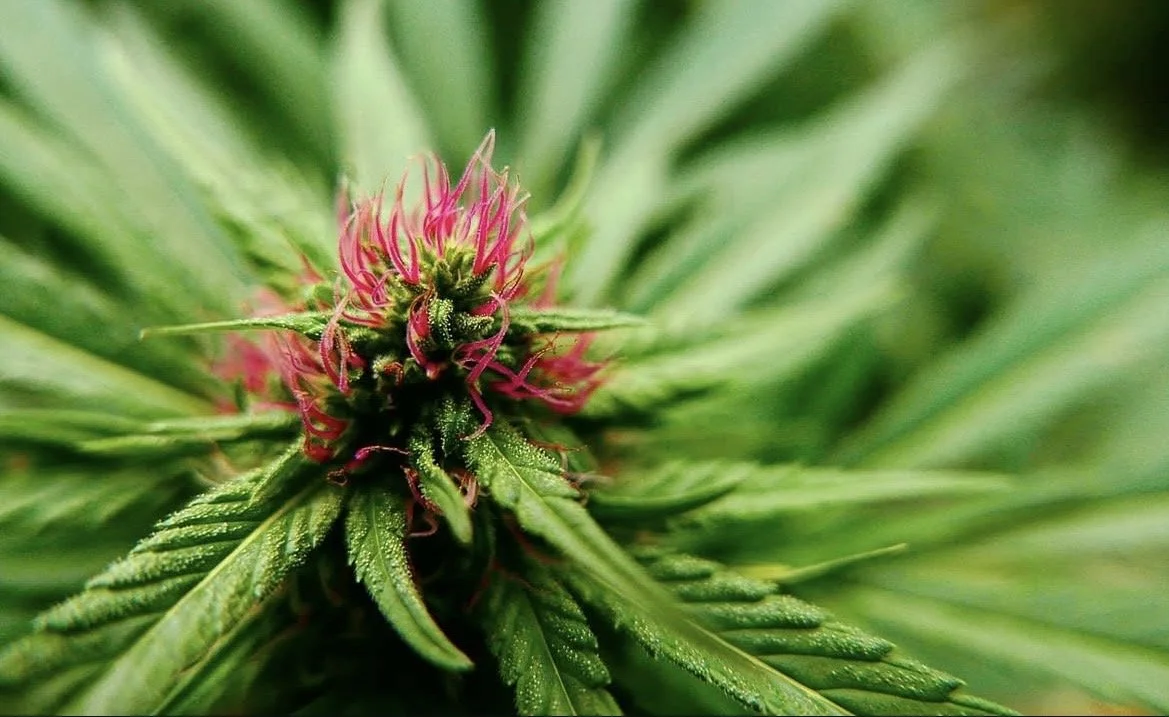 CBD Massage: How I Use CBD Oil in Therapeutic Massage Sessions