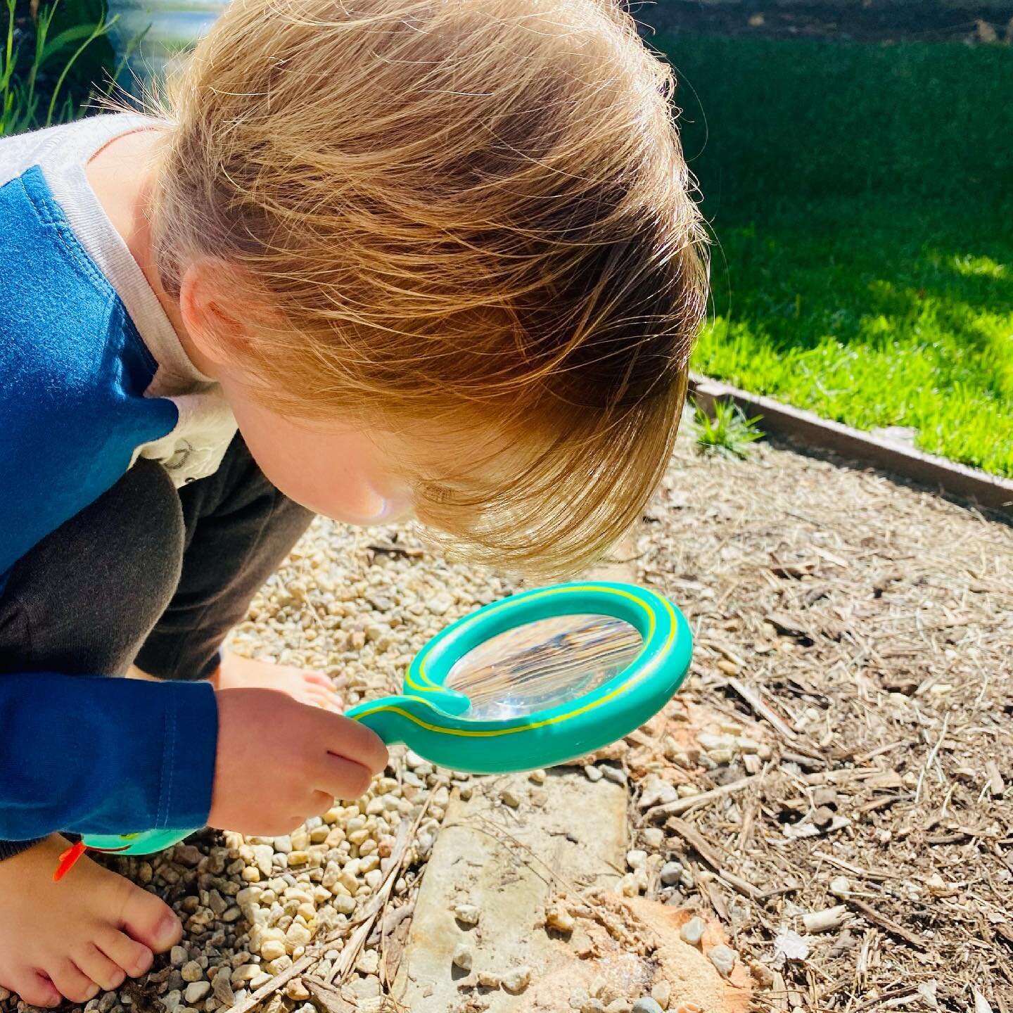 What&rsquo;s got you curious today?

We&rsquo;re investigating slime mold. We&rsquo;ve had a couple of patches spring up in our backyard. It&rsquo;s very easy to dismiss them as disgusting, and want to remove them ASAP.

This particular type has the 