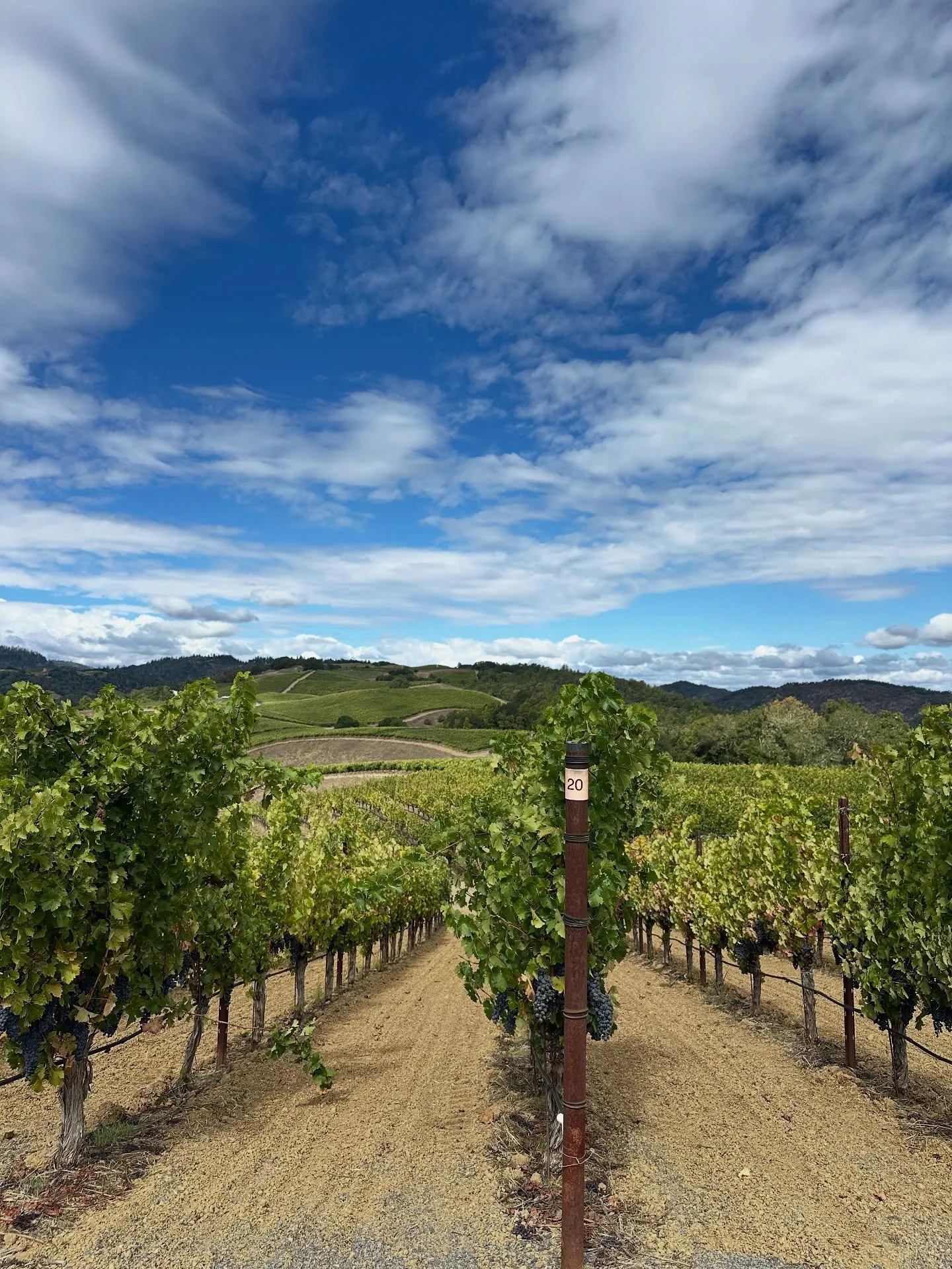 Napa Valley At Its Finest . #sundaymood #napavalleywine #napanature #vineyards🍇 #harvest2025 #winetours #winetastingadventure #bettercallpaul