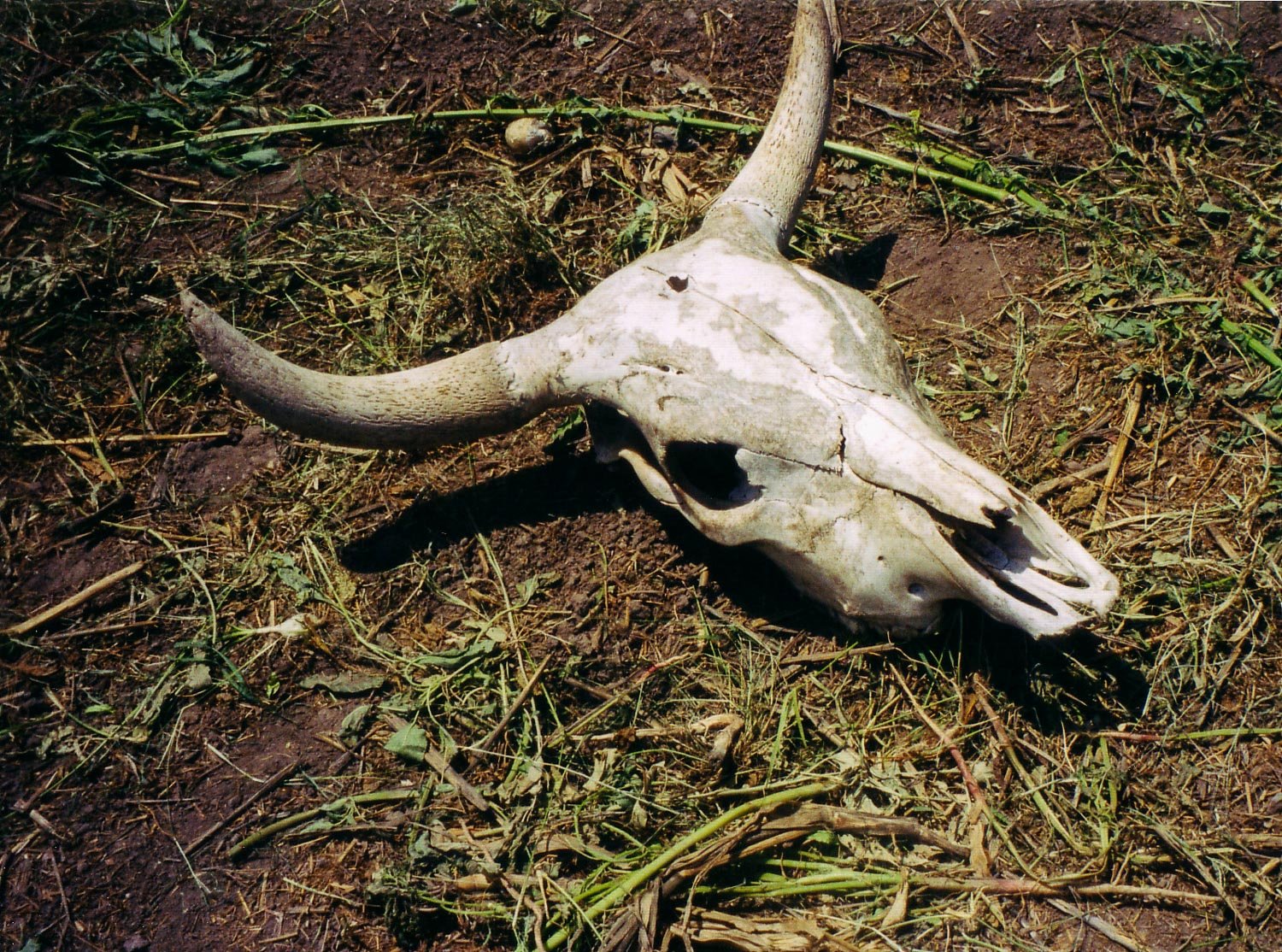 2003