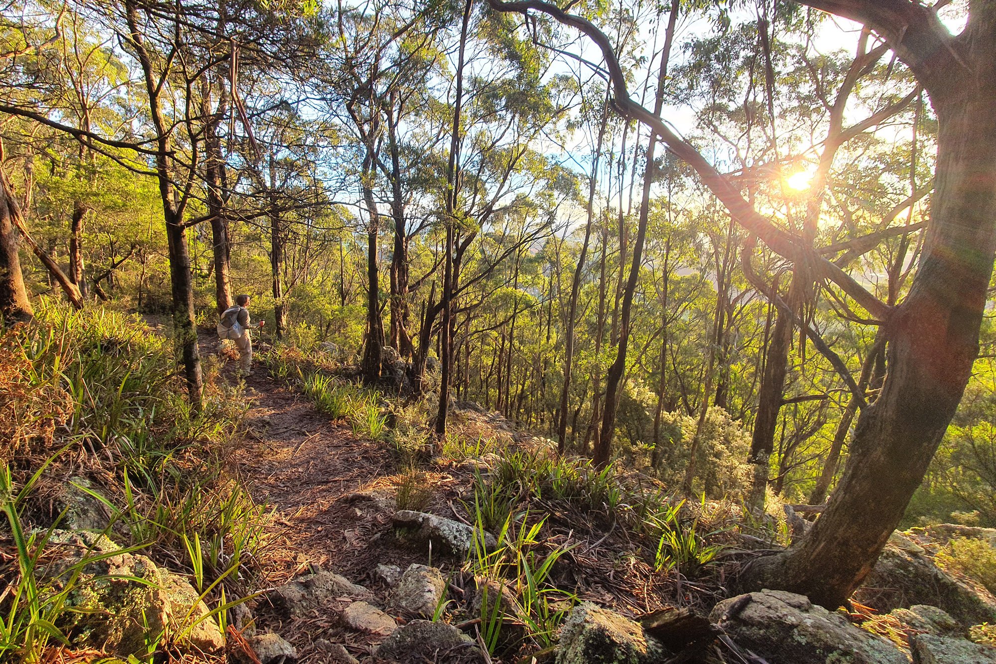 Mt Dial afternoon light Louise McMullen.jpeg