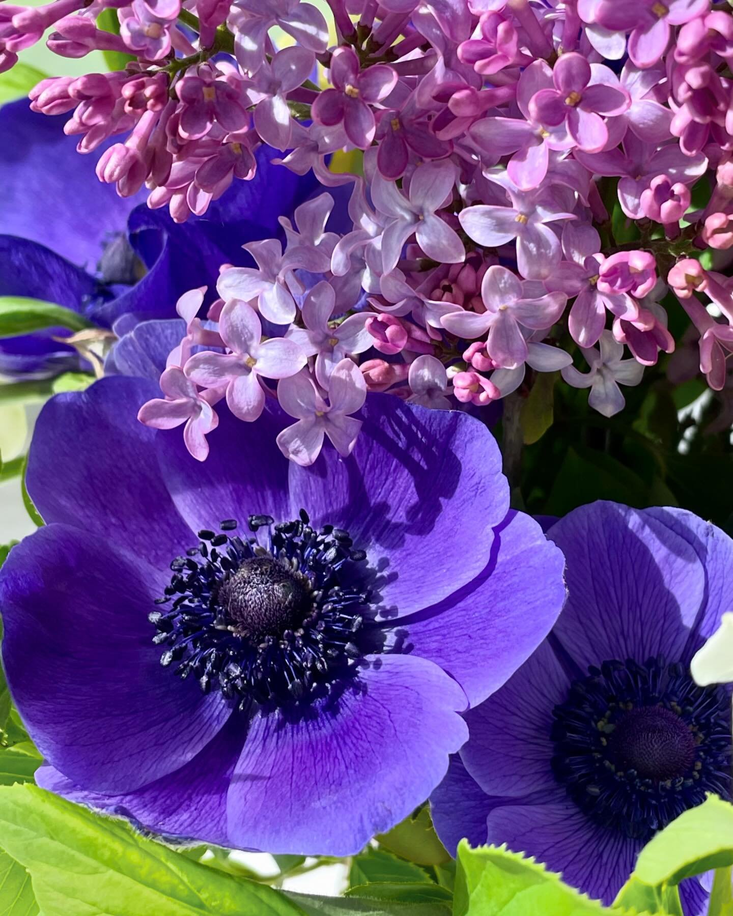 This week&rsquo;s harvest for the home: anemone, lilac, and fancy daffodils! The lilacs are from a plant grown by my MIL&rsquo;s mother in Virginia decades ago. I&rsquo;ve moved and propagated the bush multiple times and&mdash;finally&mdash;I&rsquo;m