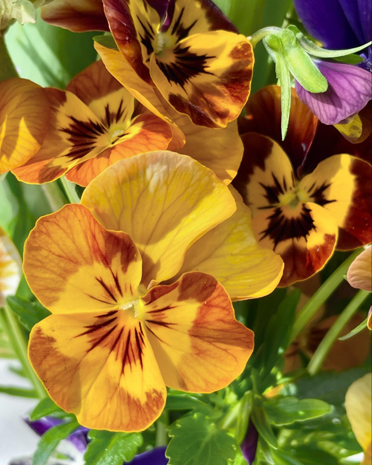 Loving these sweet pansies! I bought them in autumn and used them for flower pounding. Recently, a few stems grew tall enough for a posey!

This spring I started a taller-growing variety from seed, and they&rsquo;re in-ground now, skirting my rose bu