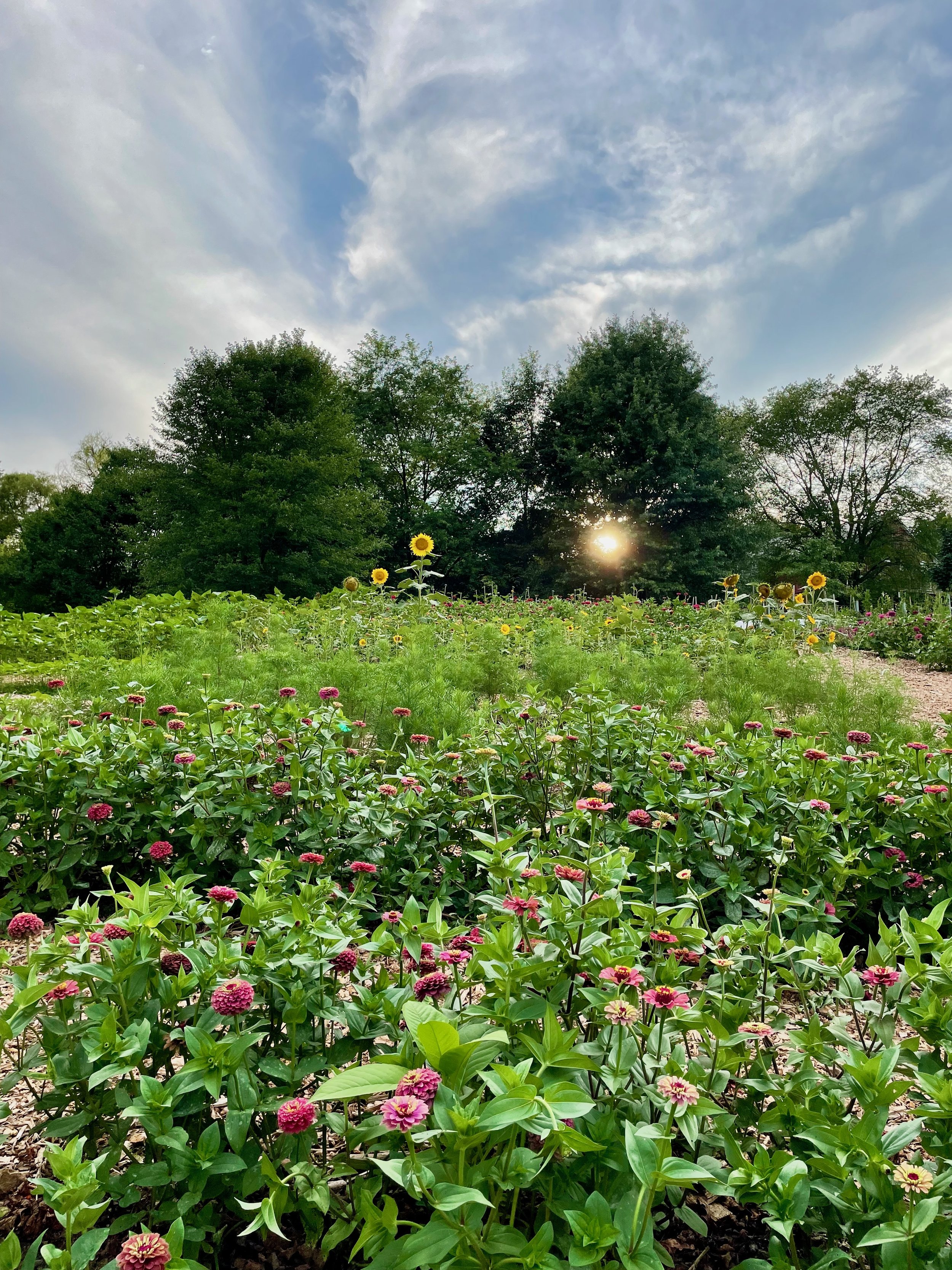 You-Pick Flowers in July & August!