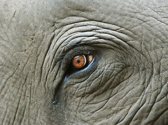 Help Wanted: Republicans With Courage and Integrity